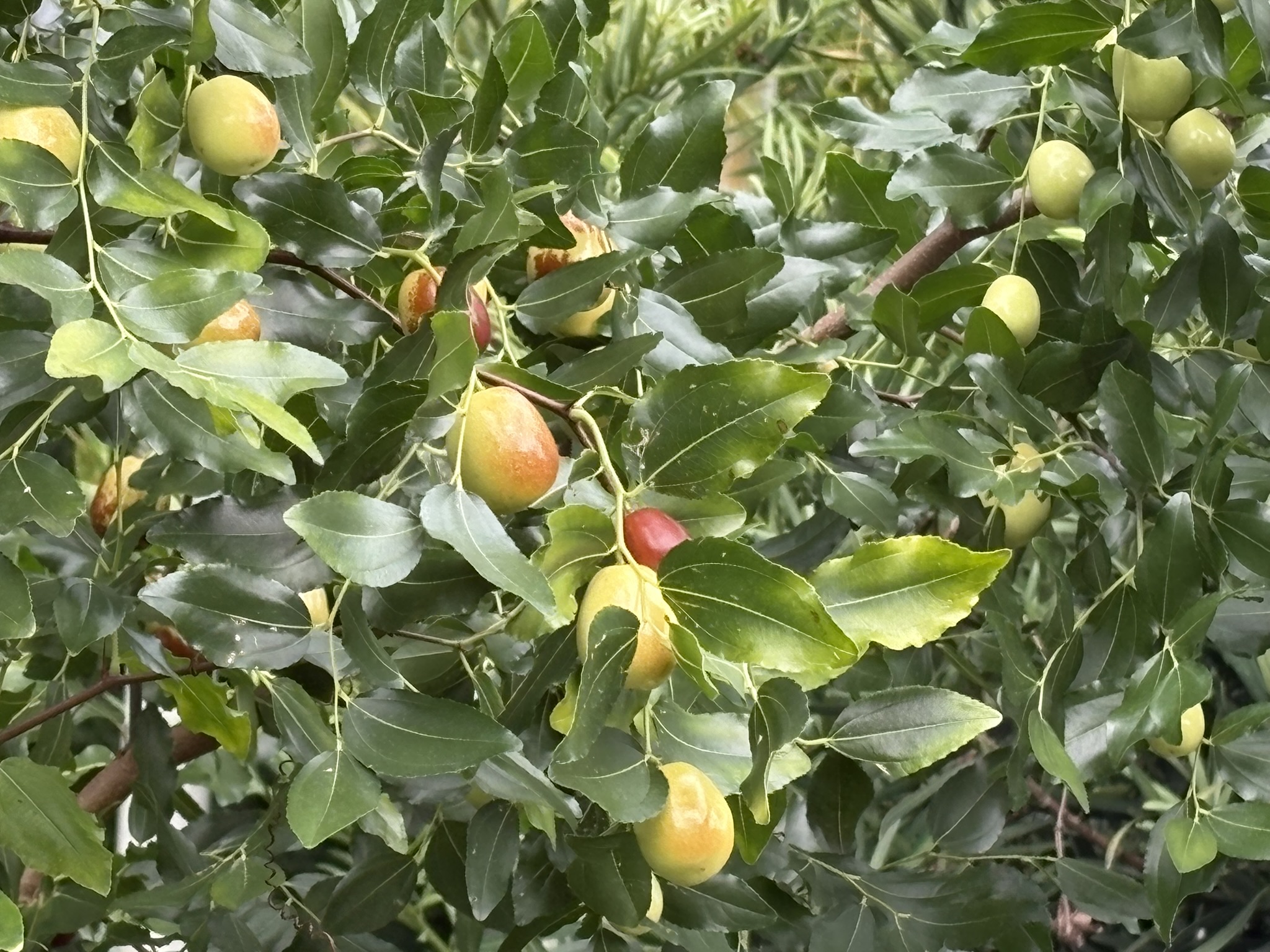 ナツメ おいしそうに色づいてきました 2025-10-10