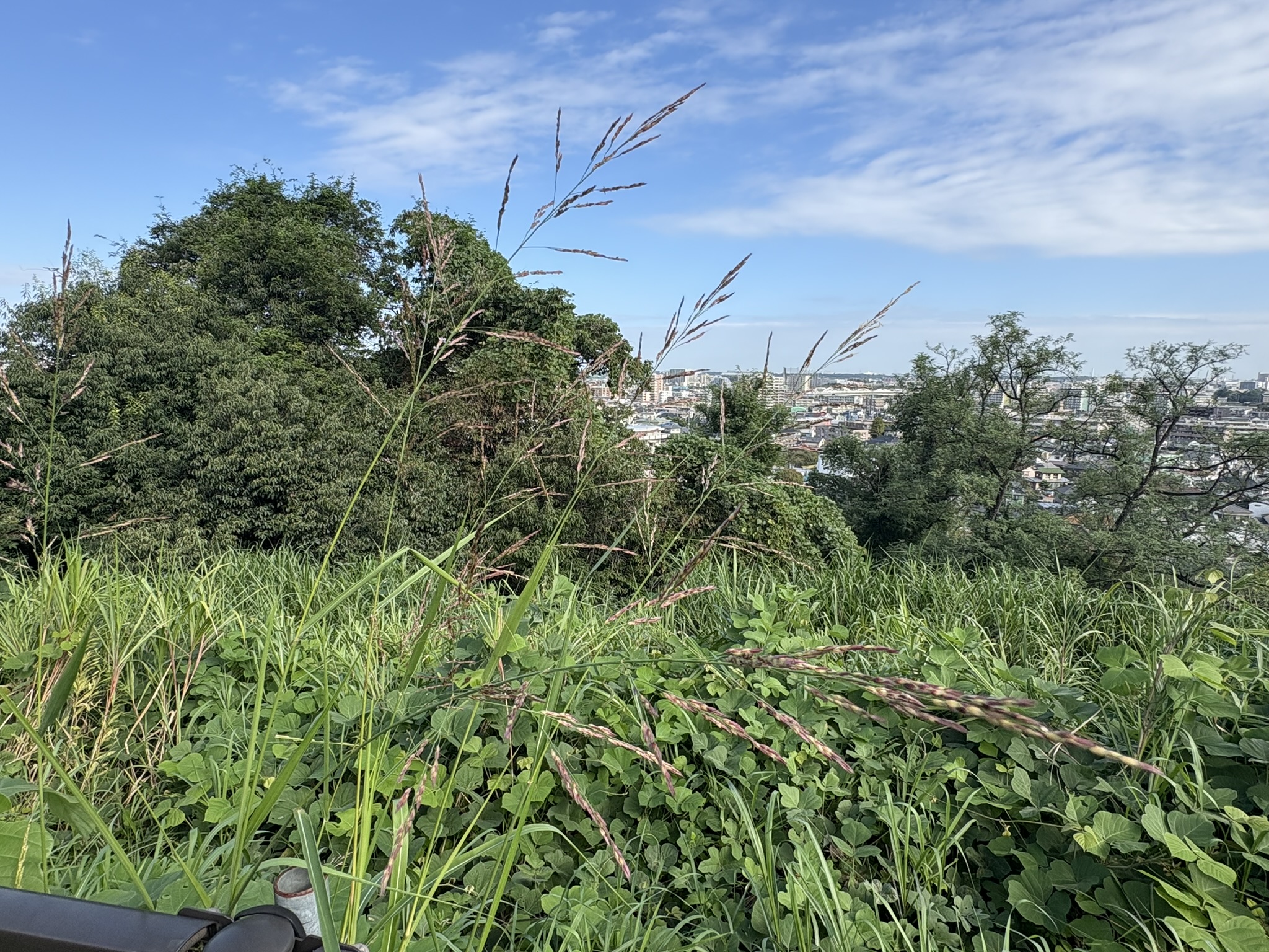 秋空の下に揺れるセイバンモロコシの穂 2025-10-10