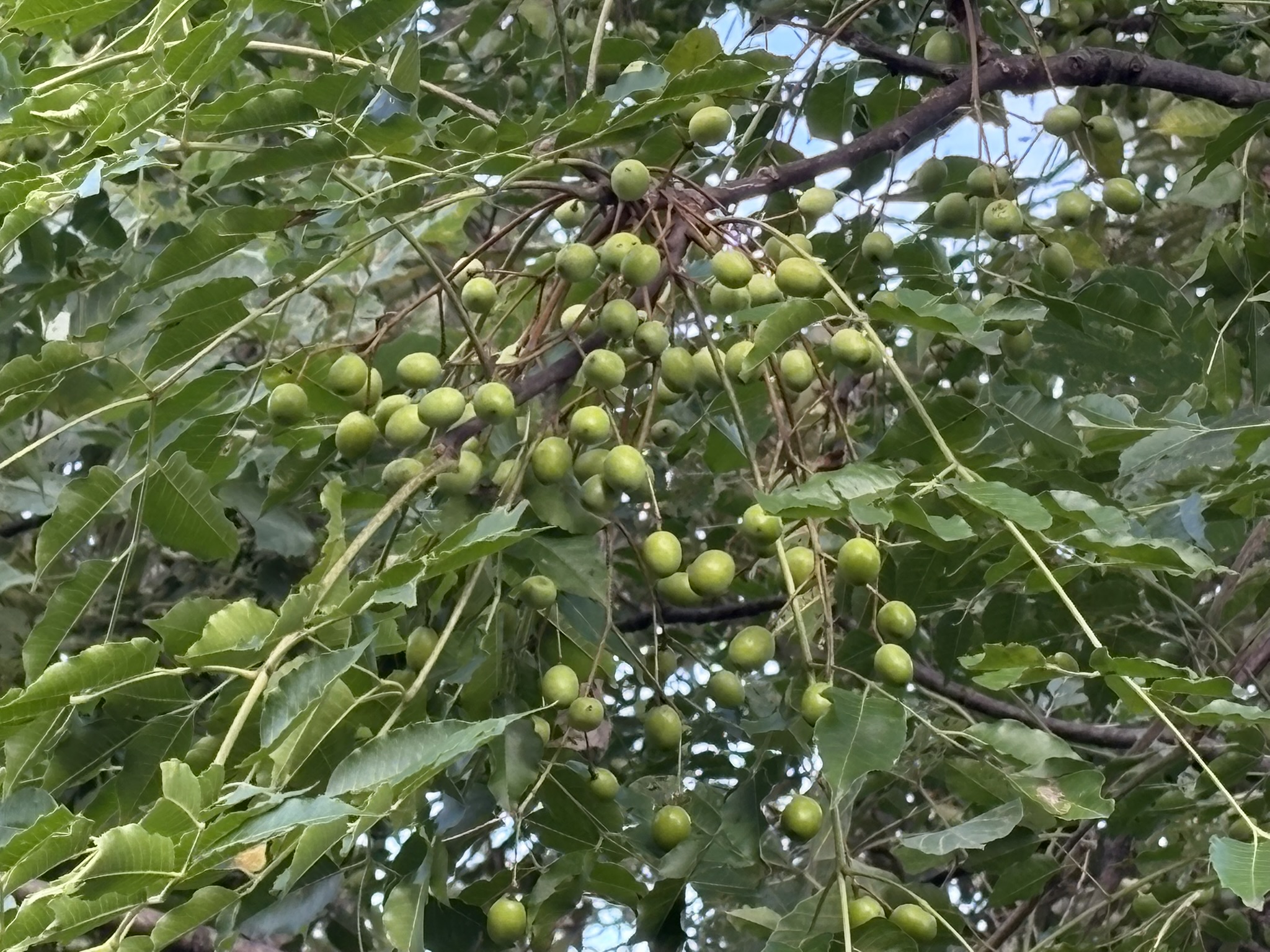 たわわに実るセンダンの実 2025-10-10