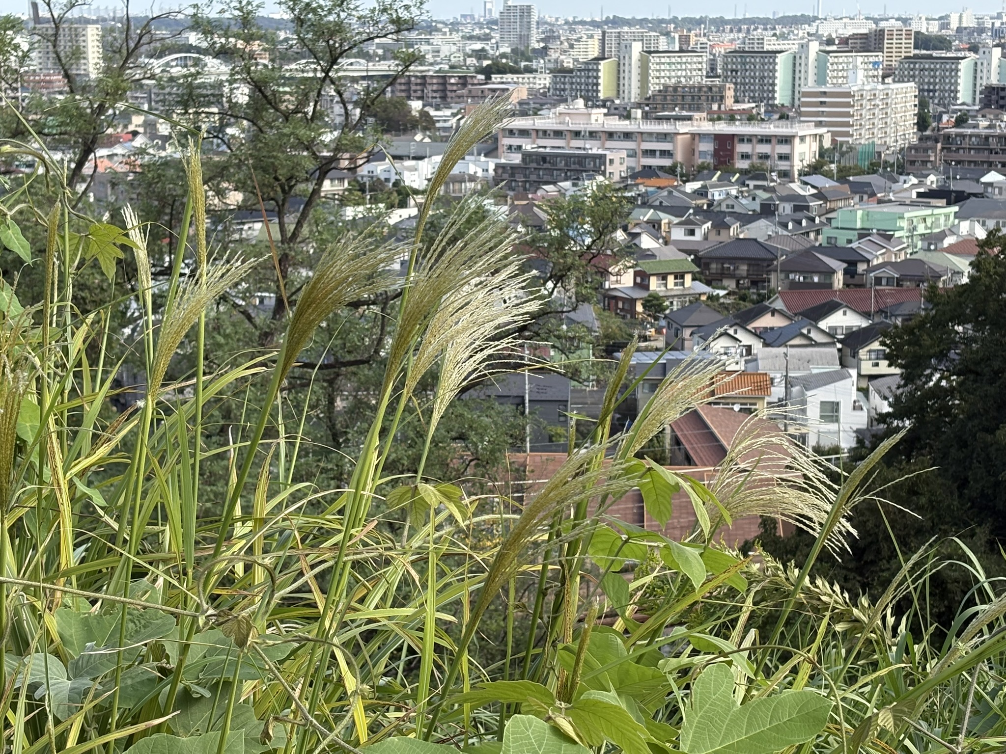 三沢川界隈とススキの穂 2025-10-10