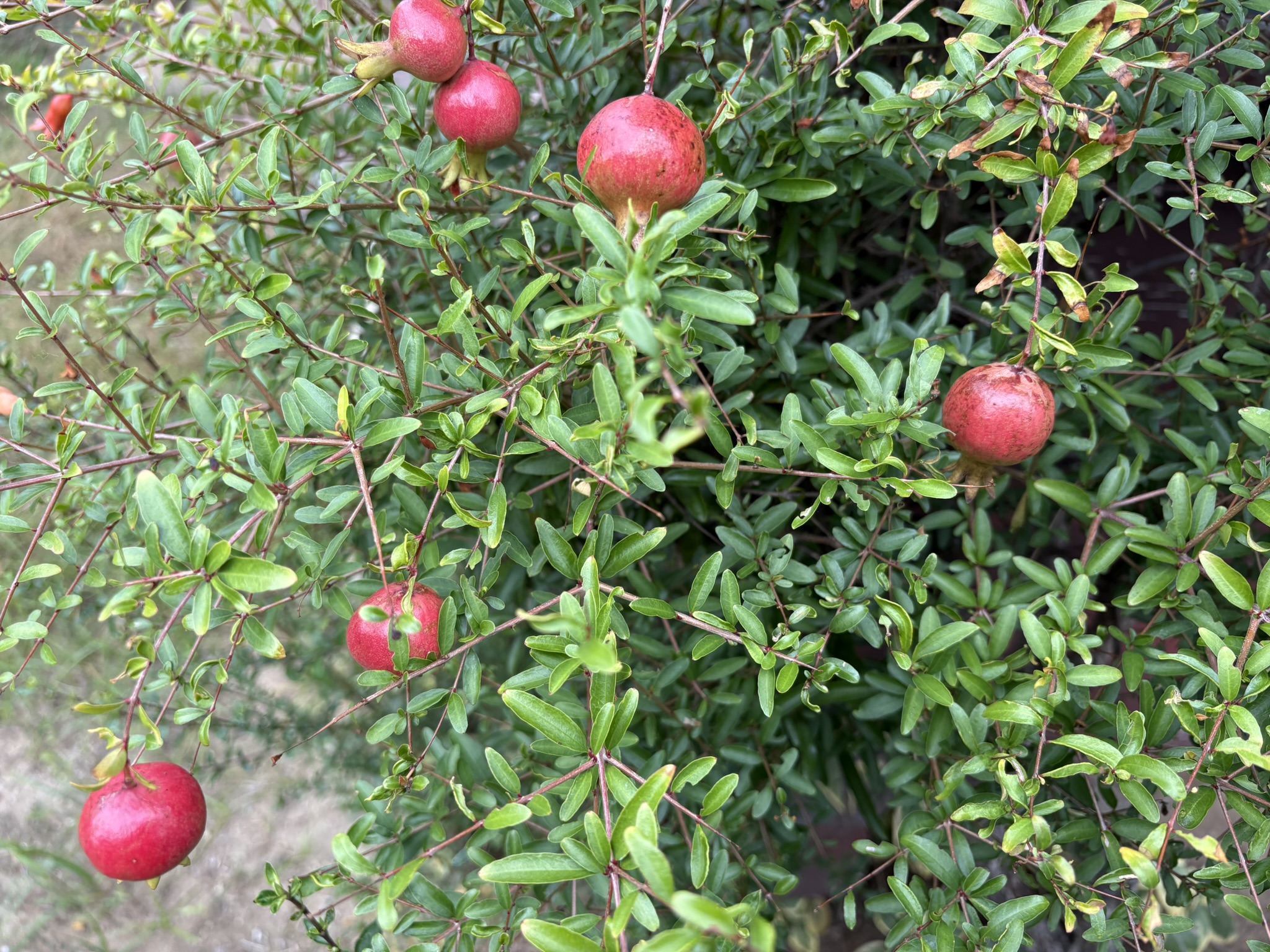 ちっちゃな柘榴はヒメザクロ 2025-10-10