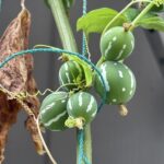 10-14okiwanasuzumeuri