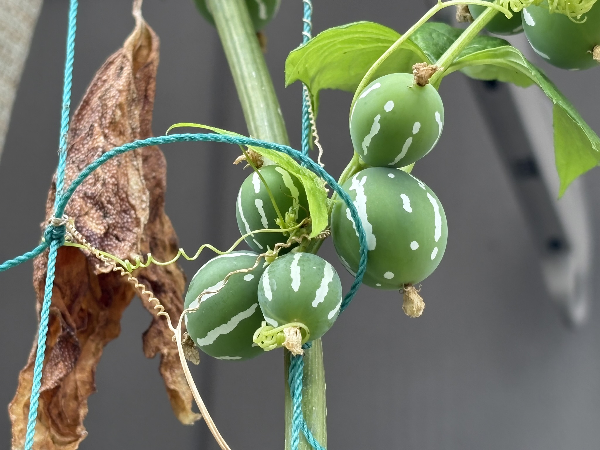 おもちゃみたいなオキナワスズメウリ 2025-10-14