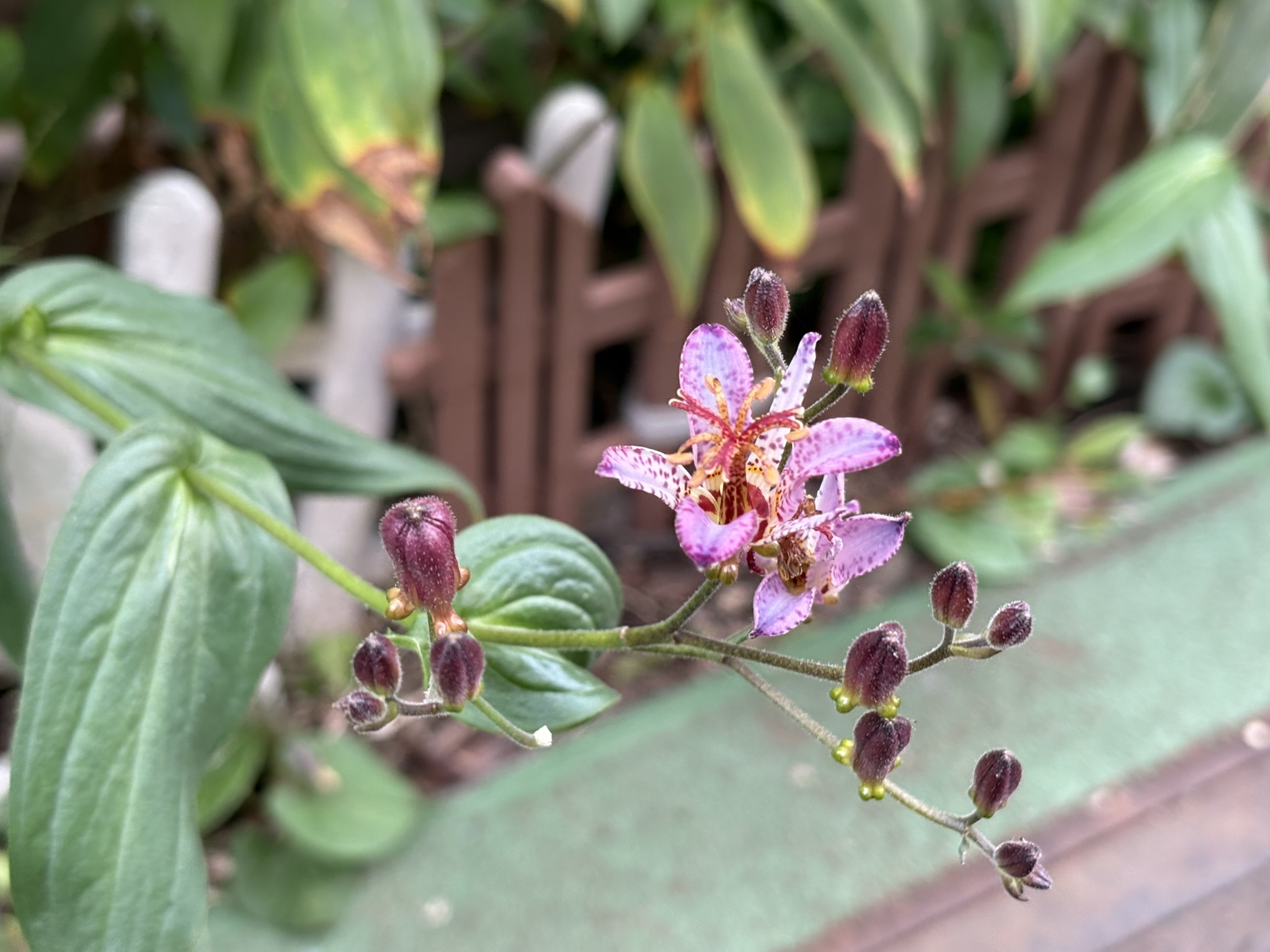 タイワンホトトギス 赤みが強い 2025-10-14