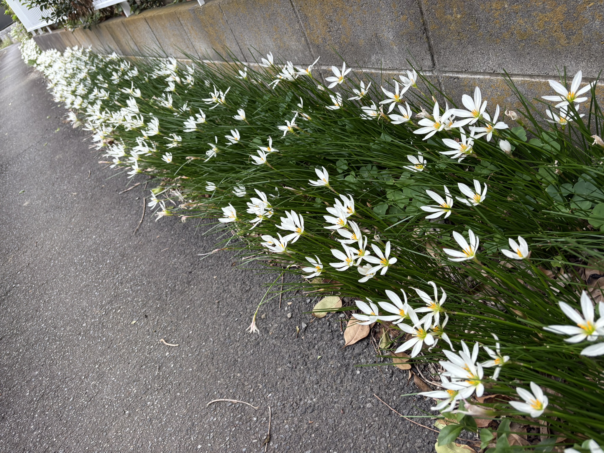 タマスダレ通りと名付けたい 2025-10-14