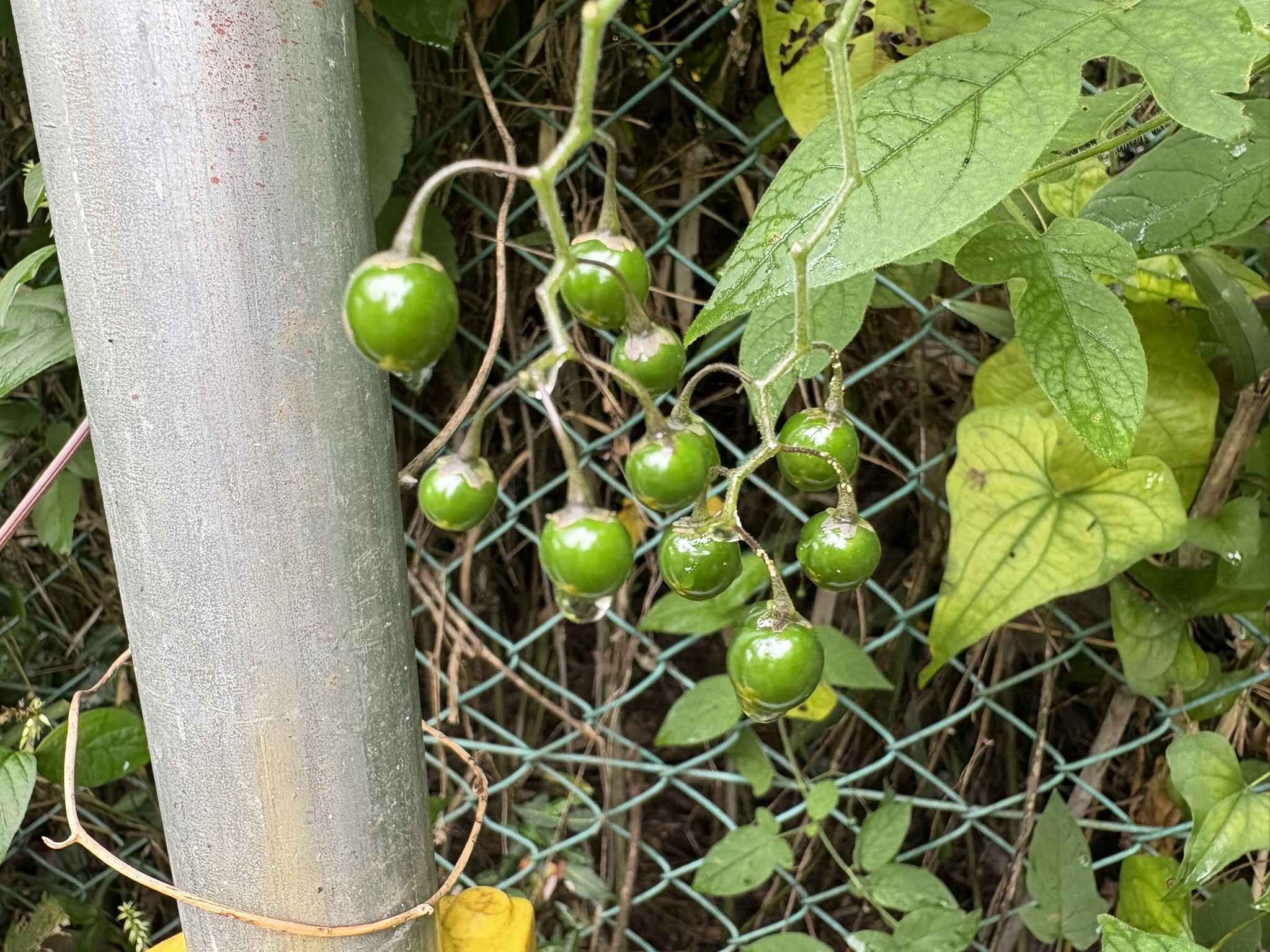 雨露に光るヒヨドリジョウゴの実 2025-10-15