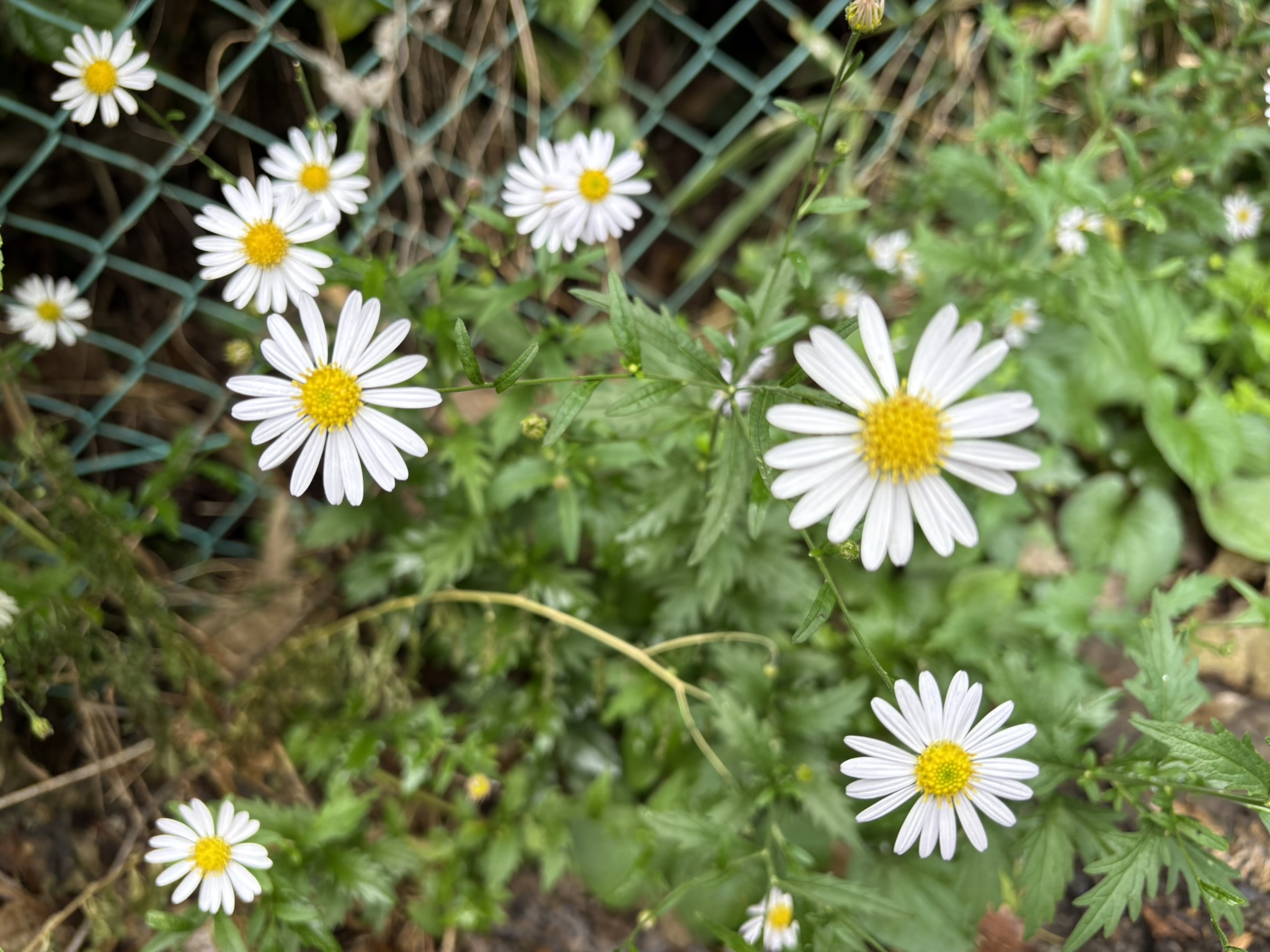 ユウガギク、だと思います 2025-10-15