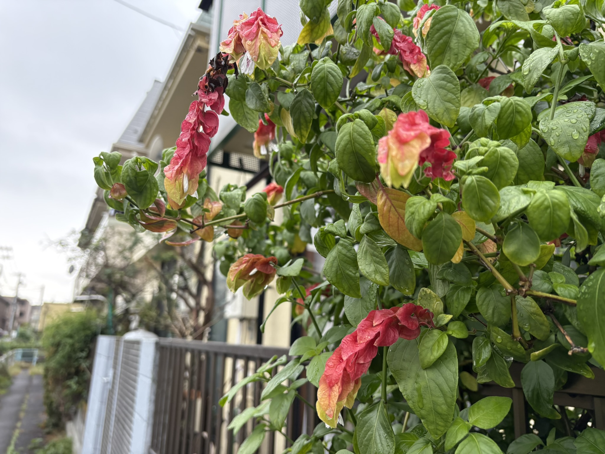 コエビソウ赤いところは苞 2025-10-16