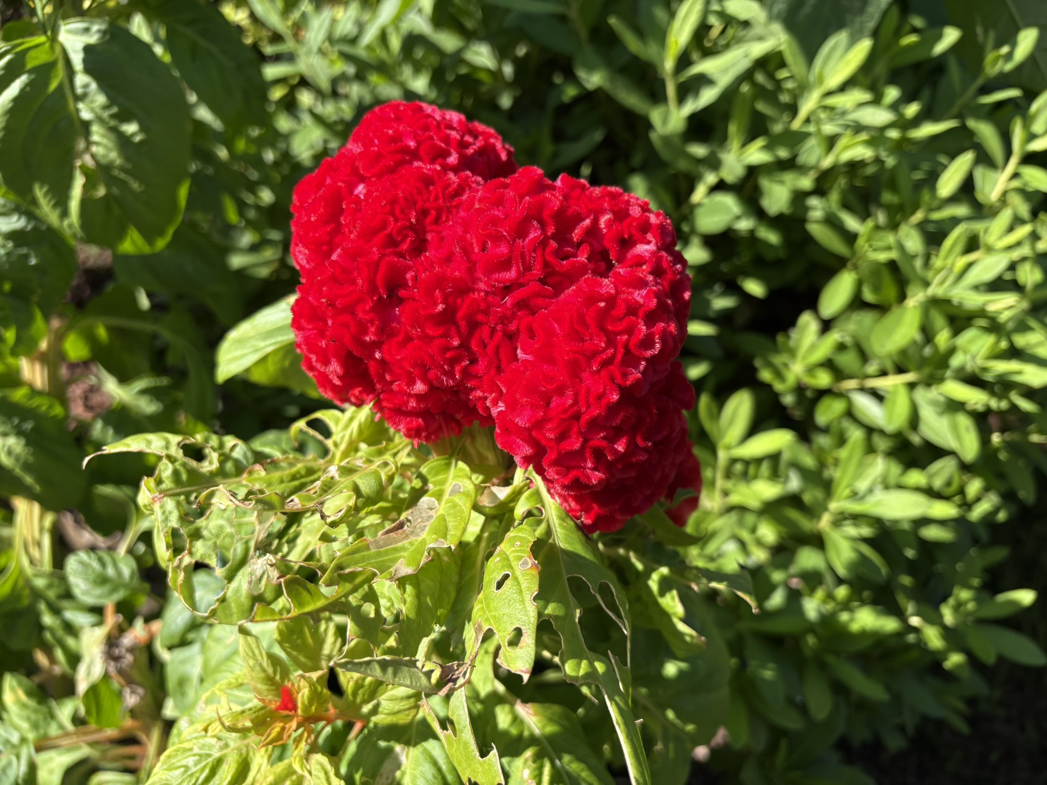 巨大で硬いケイトウ 2025-10-17