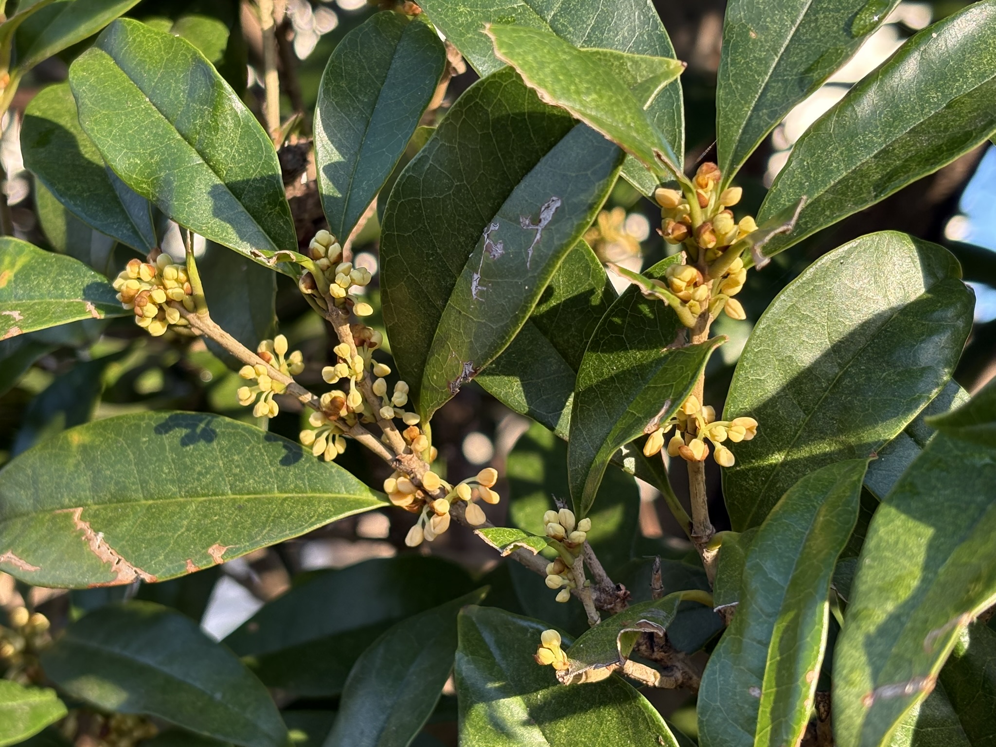 黄色くなると匂いだすキンモクセイの蕾 2025-10-17