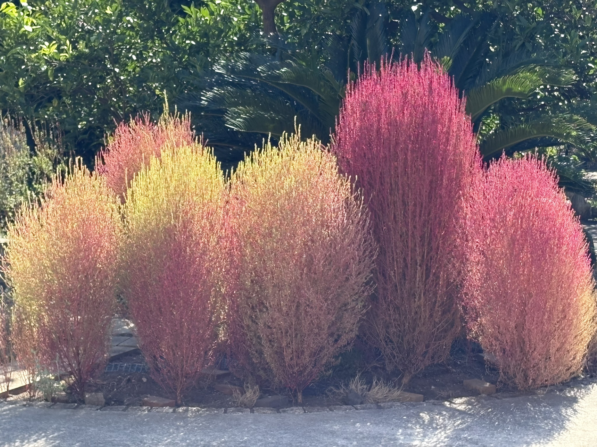 コキアの紅葉 2025-10-17