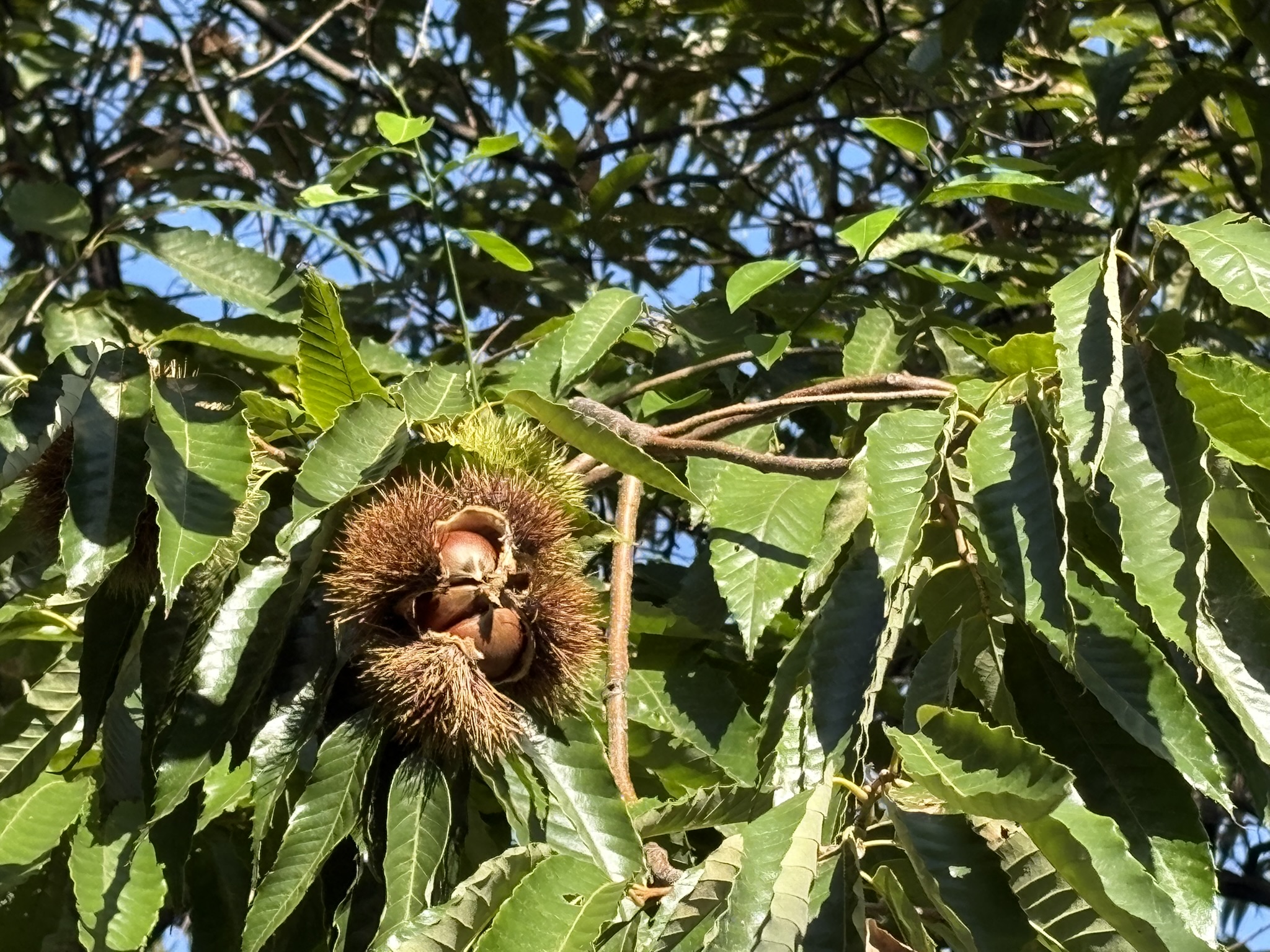 おいしそうなクリの実 2025-10-17