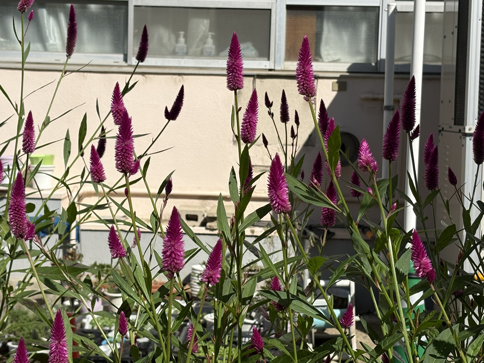 これもケイトウの仲間ノゲイトウ 2025-10-17