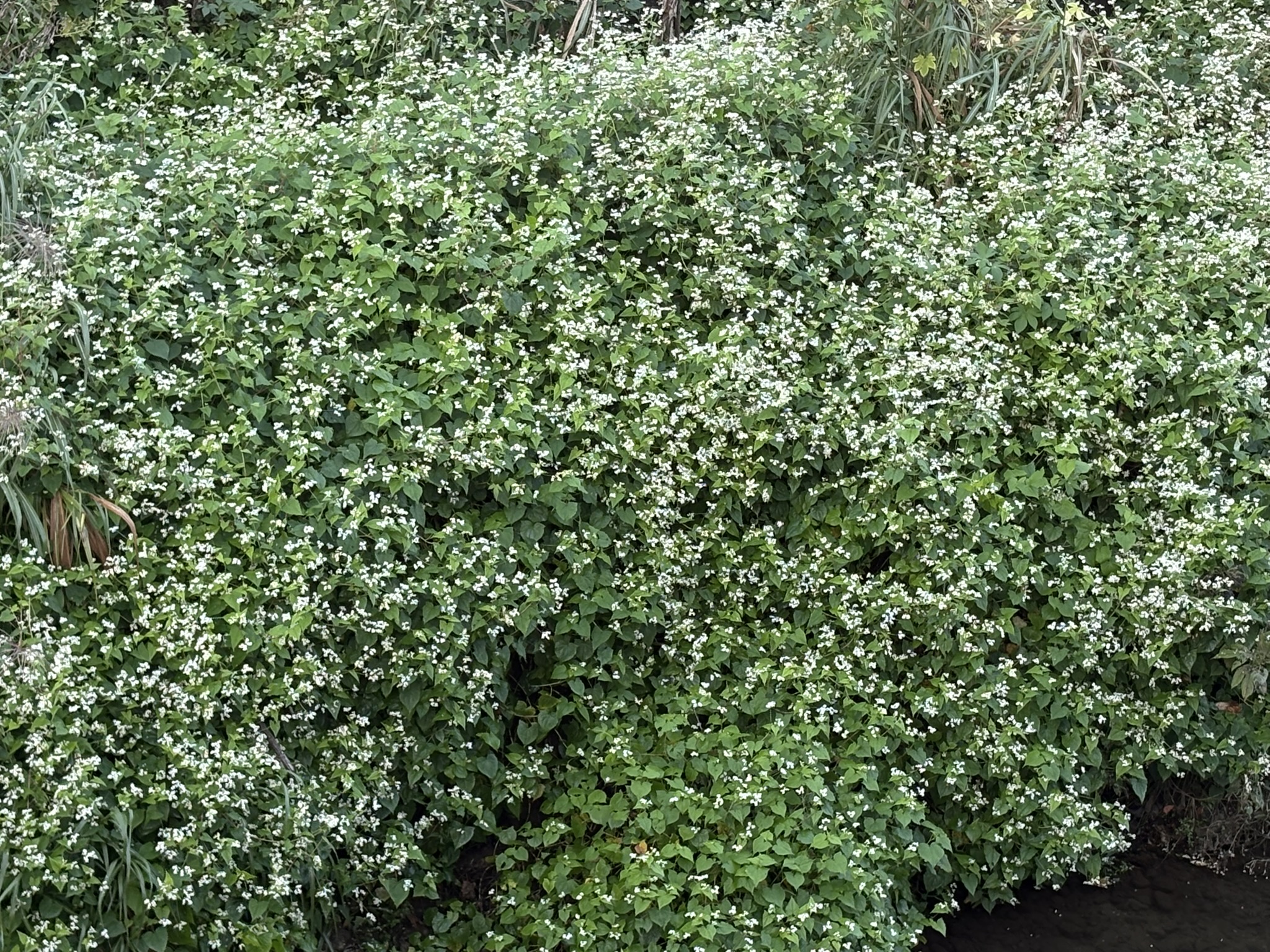 雪を散らしたようなミゾソバの花 2025-10-17