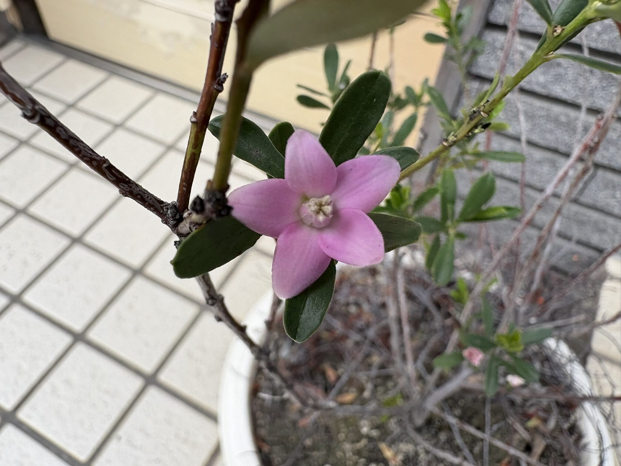 サザンクロスはミカン科 2025-10-18