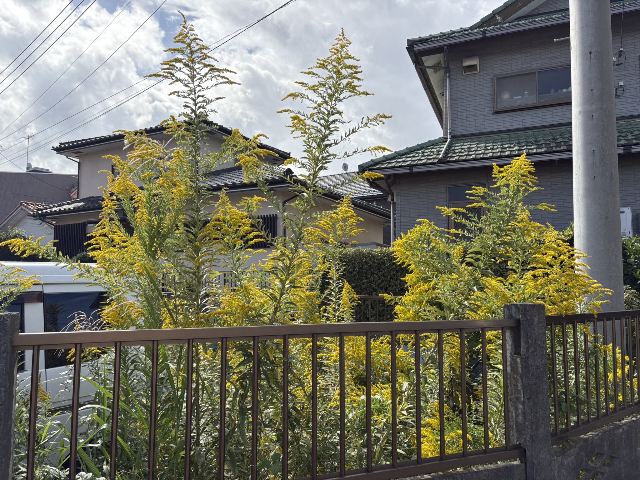 住宅街の空き地のセイタカアワダチソウ 2025-10-18