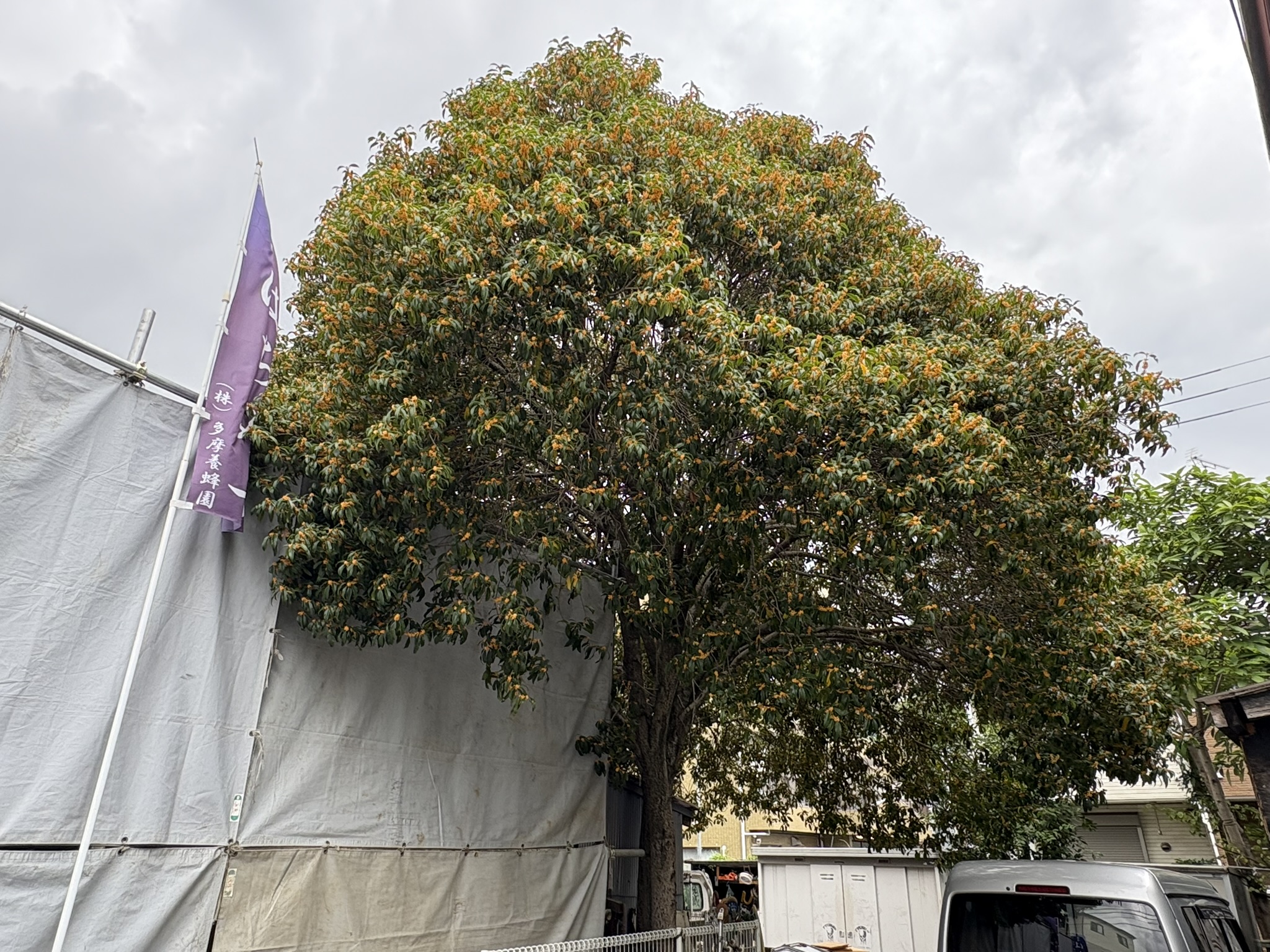 多摩養蜂園 キンモクセイの名木 2025-10-19