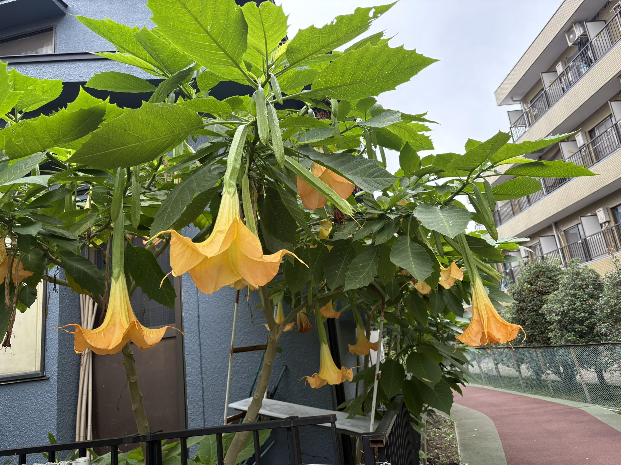 夏の花?秋の花?エンジェルトランペット 2025-10-21