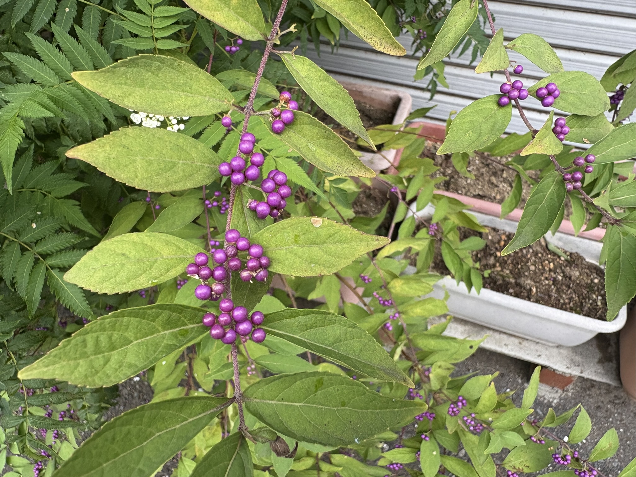 コムラサキ？ムラサキシキブ？どっちが正しい？ 2025-10-21