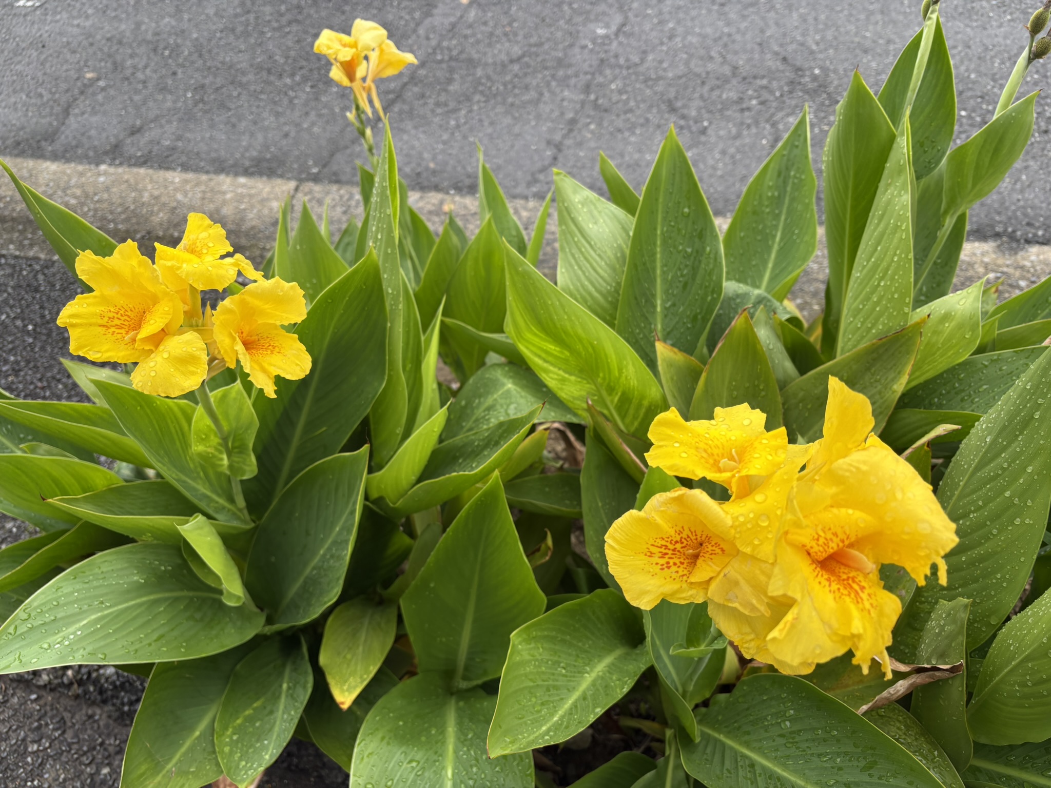 きれいに手入れされたバス停のカンナ 2025-10-22