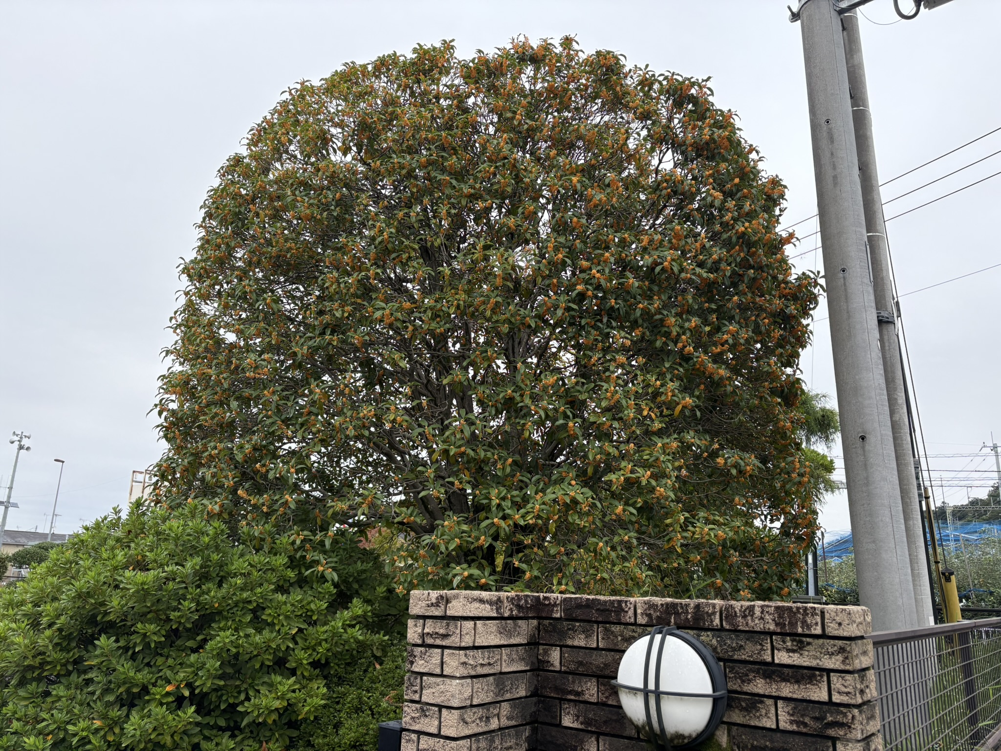 きれいに刈り揃えられたキンモクセイの樹 2025-10-22