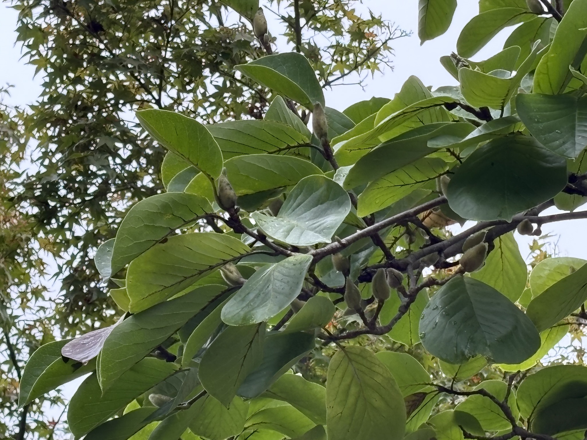 蕾の準備がもう始まっていますモクレン 2025-10-22