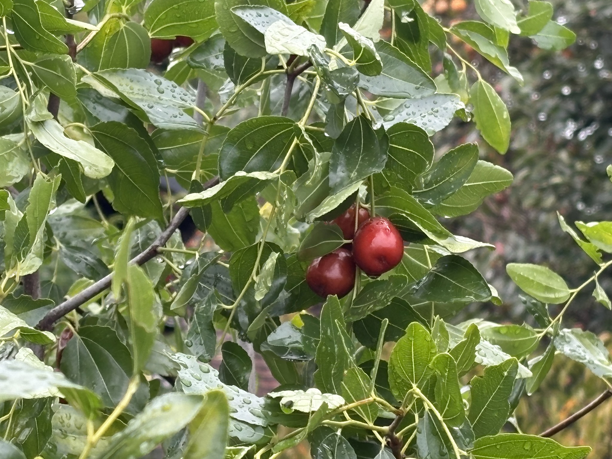 真っ赤に熟したナツメ 2025-10-22