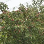 10-22tokiwayamabousi