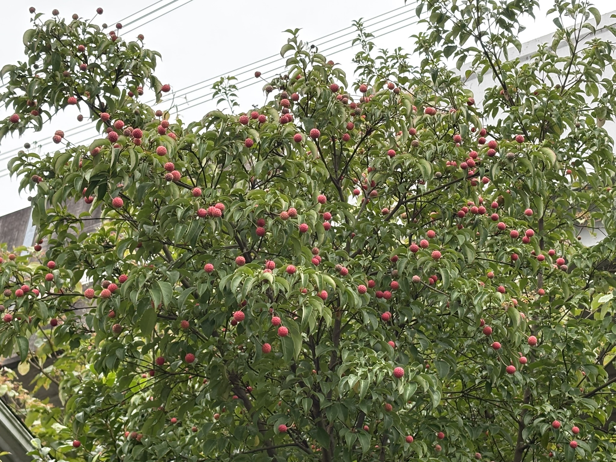 たわわに実るヤマボウシの実 2025-10-22