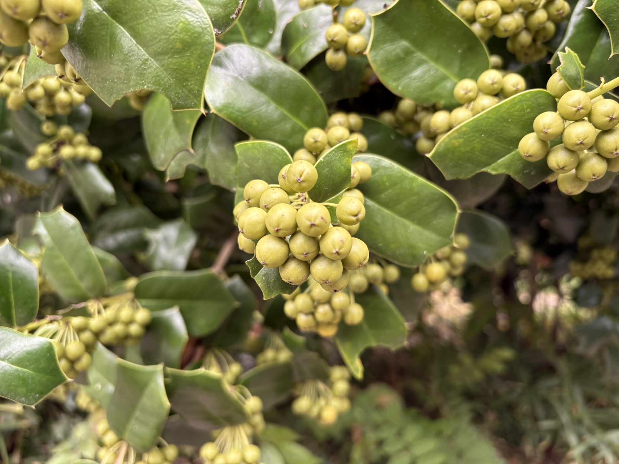 葉が矢の羽の形なのでヤバネヒイラギ 2025-10-22