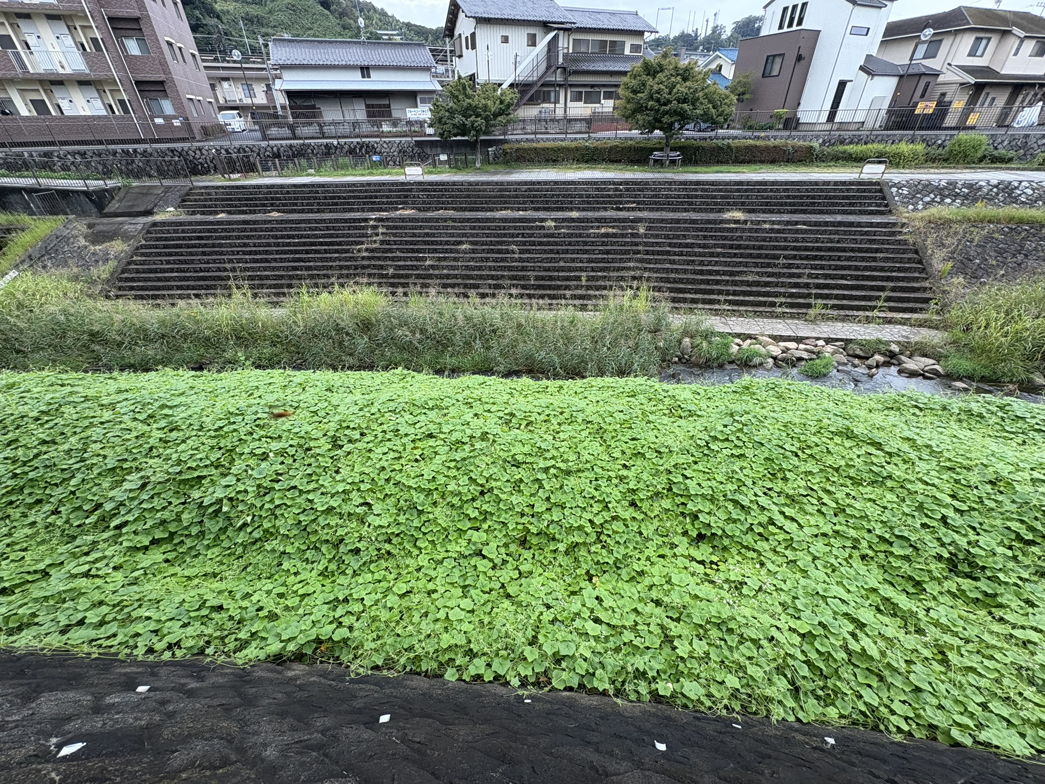 アレチウリが猛威を振っています 2025-10-23