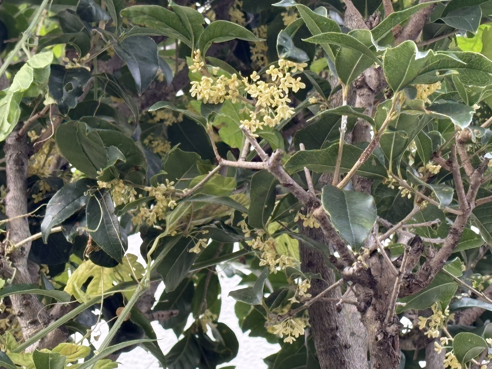 穏やかで上品な香り ギンモクセイ 2025-10-23