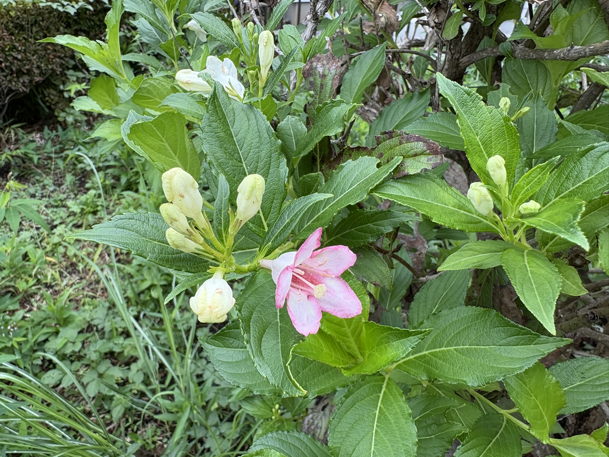 秋のハコネウツギは哀愁を感じる 2025-10-23