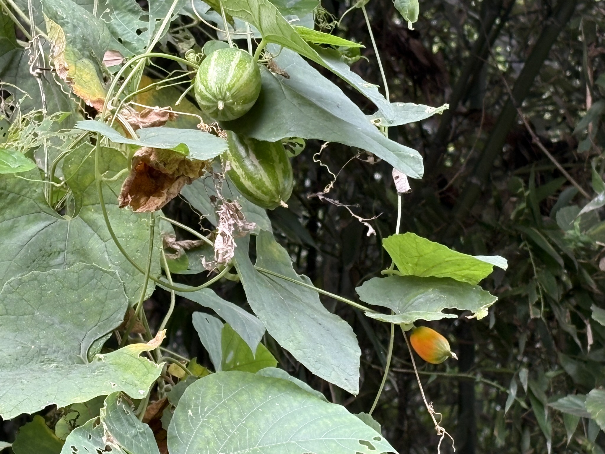 大きくなっちゃったカラスウリの実 2025-10-23