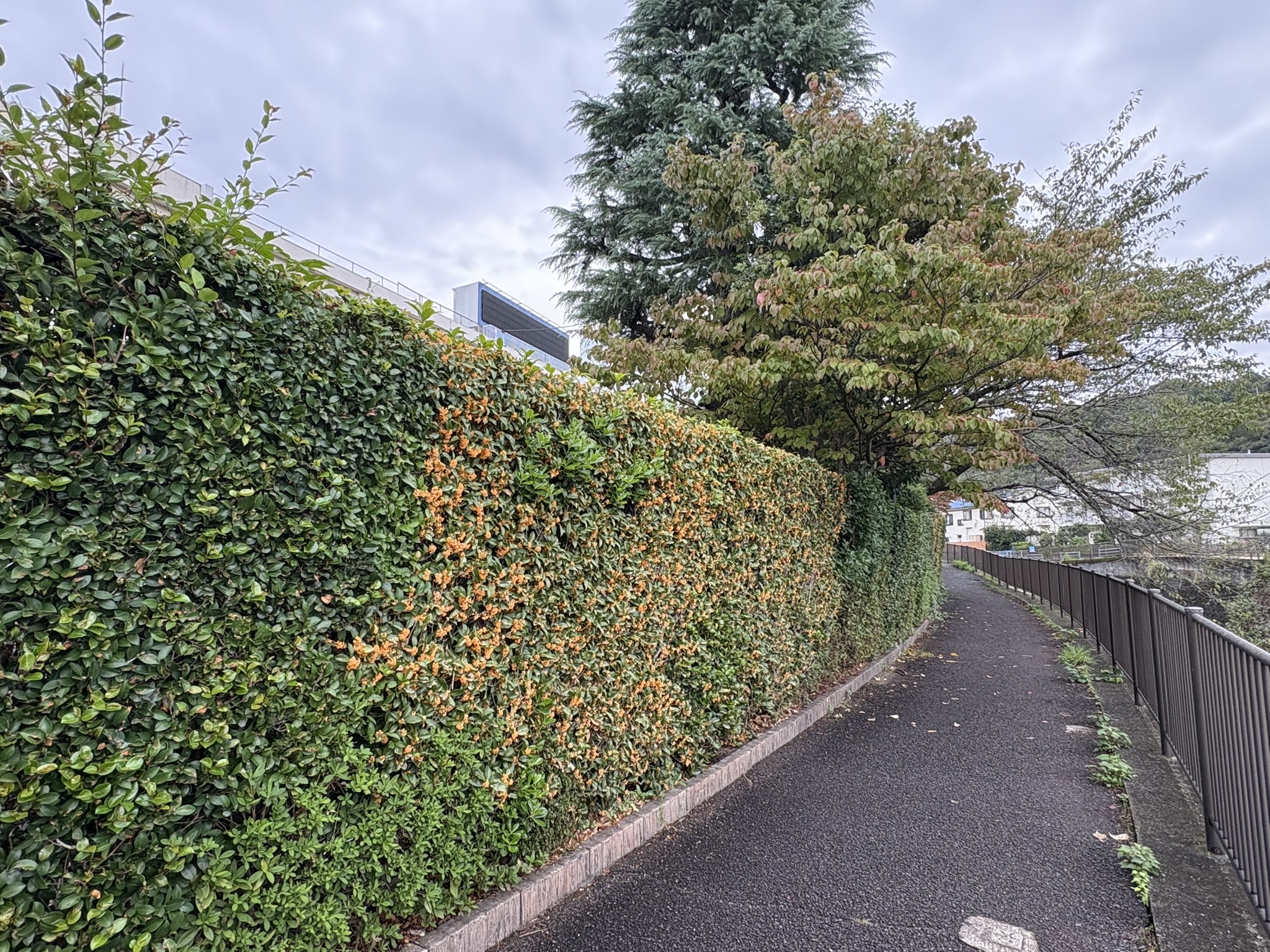 キンモクセイ 黄金色と緑の変化を楽しむ生垣 2025-10-23