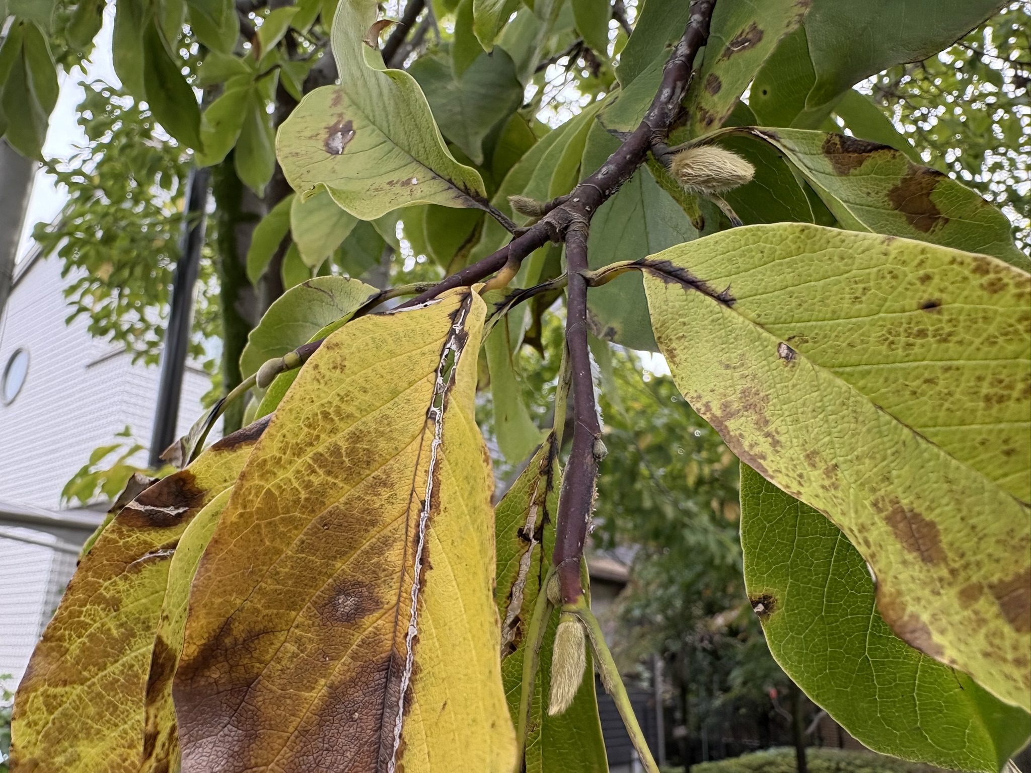 コブシの花芽もできていています 2025-10-23