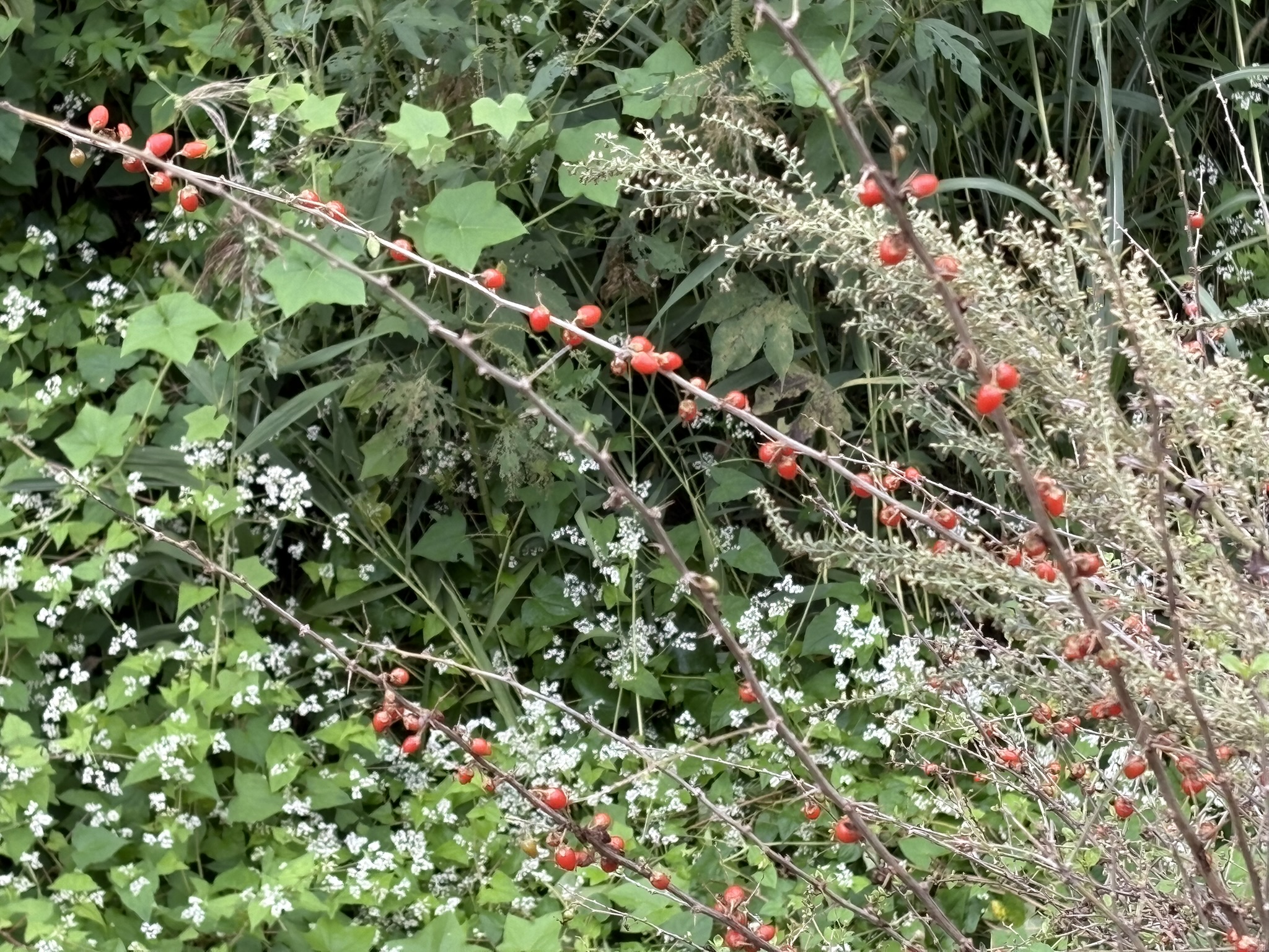 護岸壁のクコの実 2025-10-23