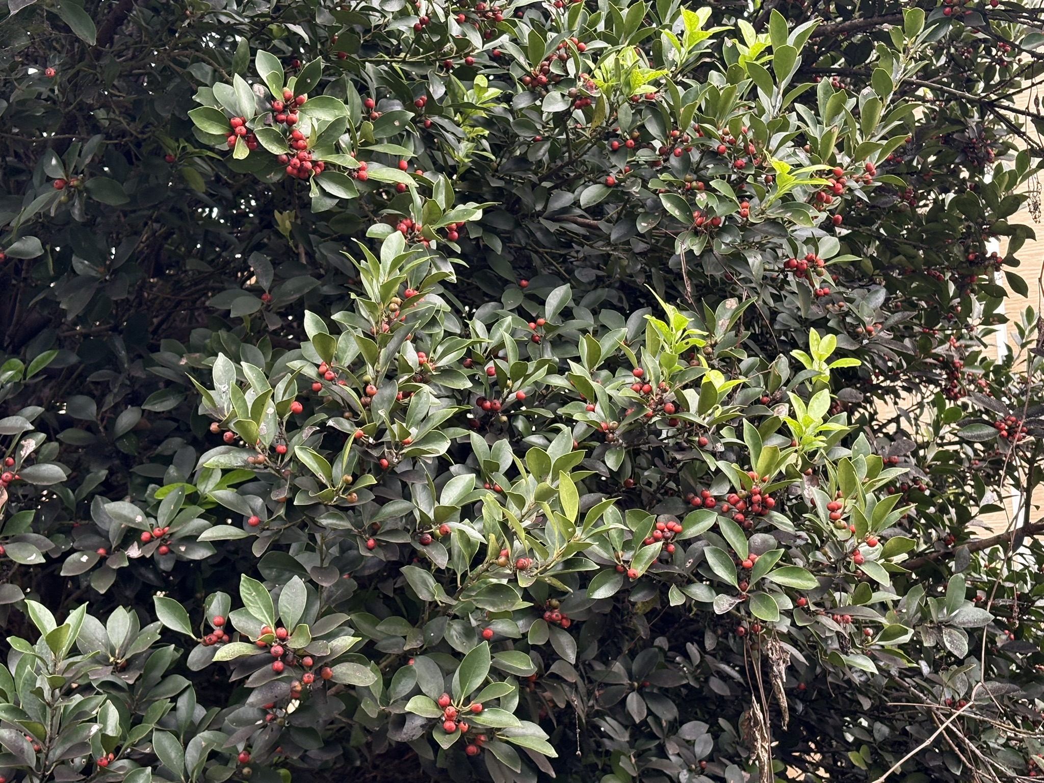 モチノキの実　ヒヨドリの好物 2025-10-23