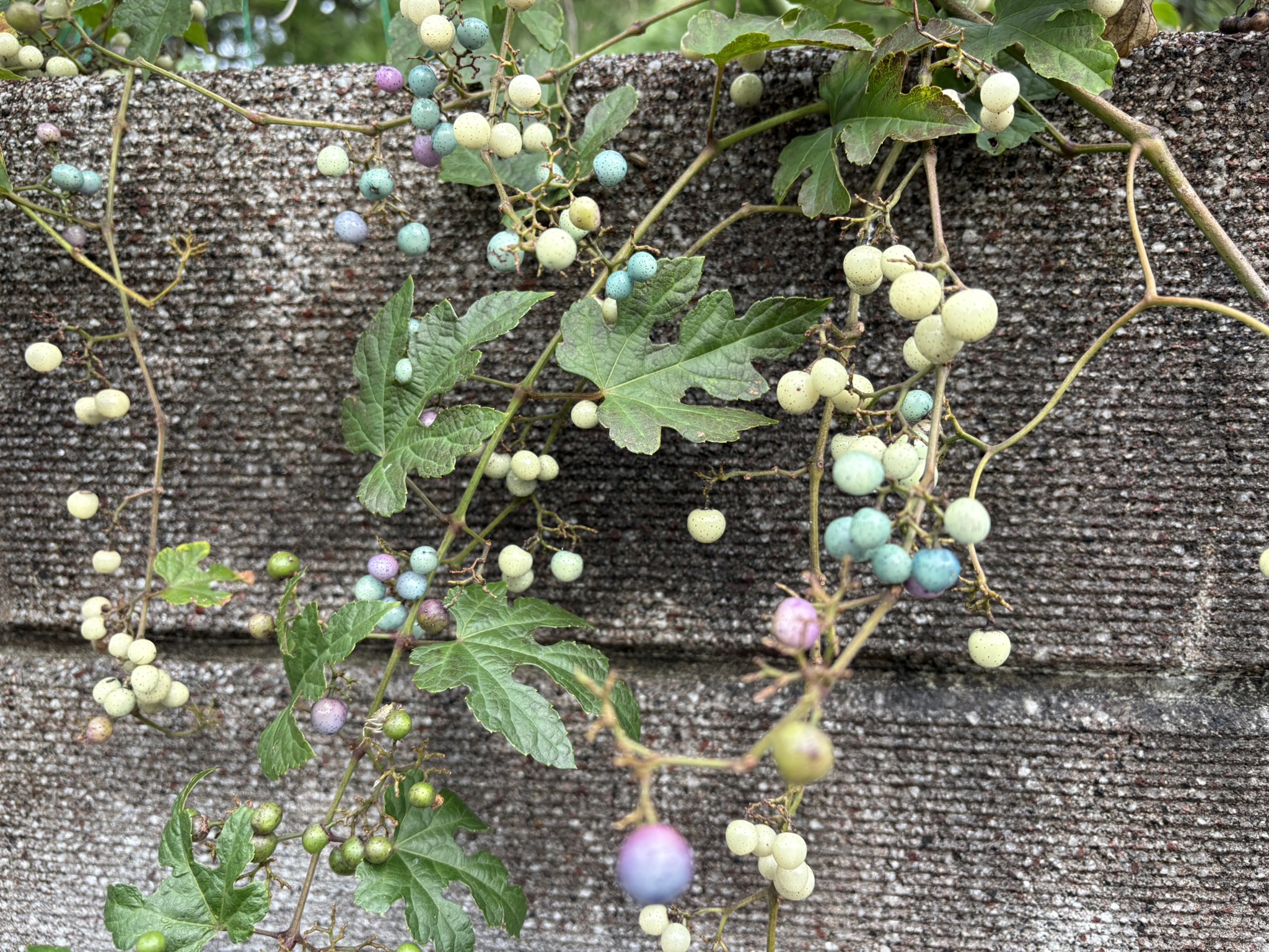 まるで宝石箱 ノブドウの実 2025-10-23