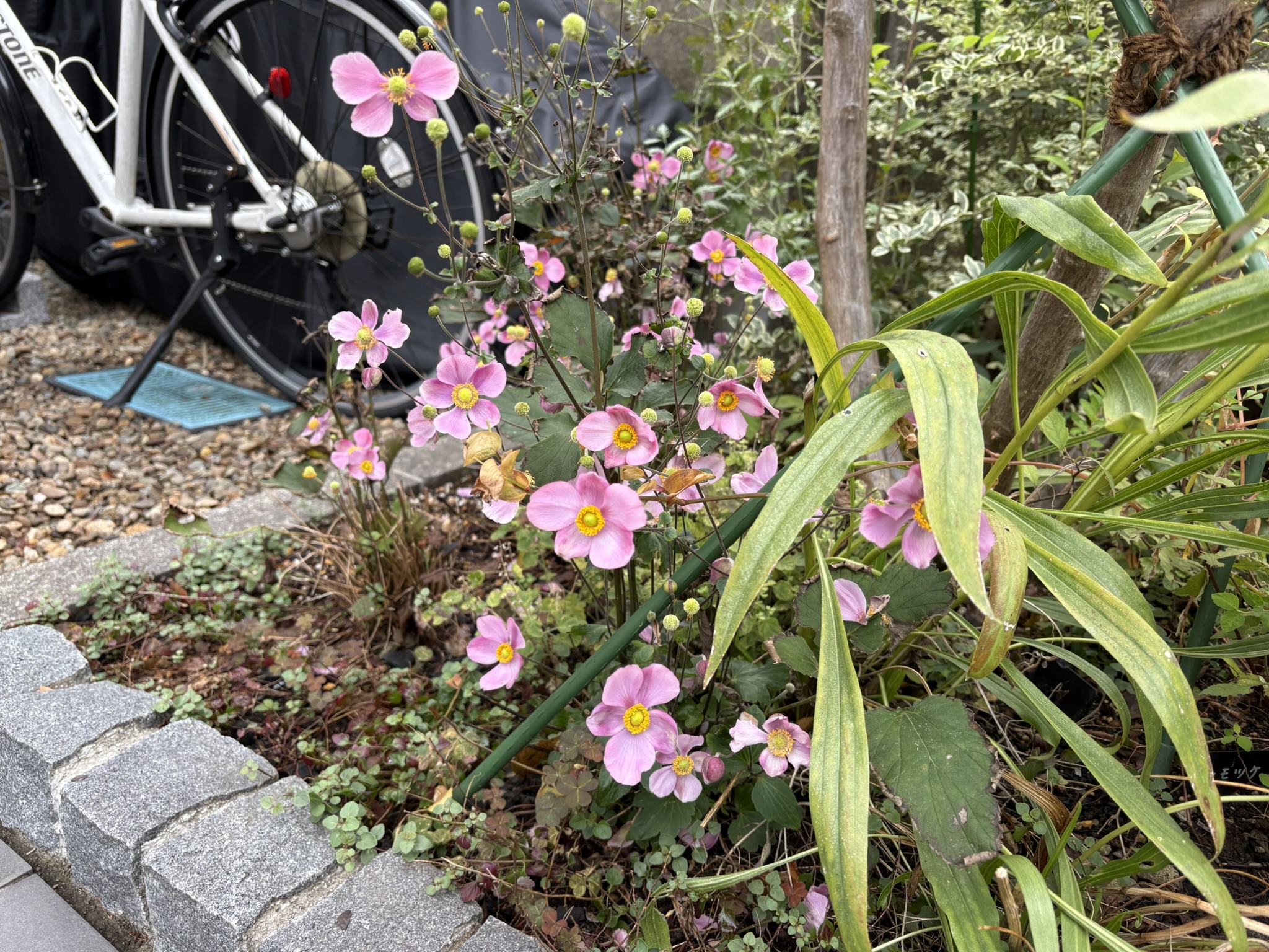 シュウメイギクは実はピンクが原種 2025-10-23