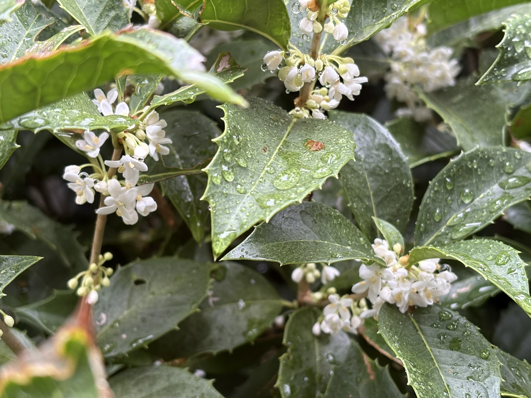 ヒイラギの花 清々しい香り 2025-10-25