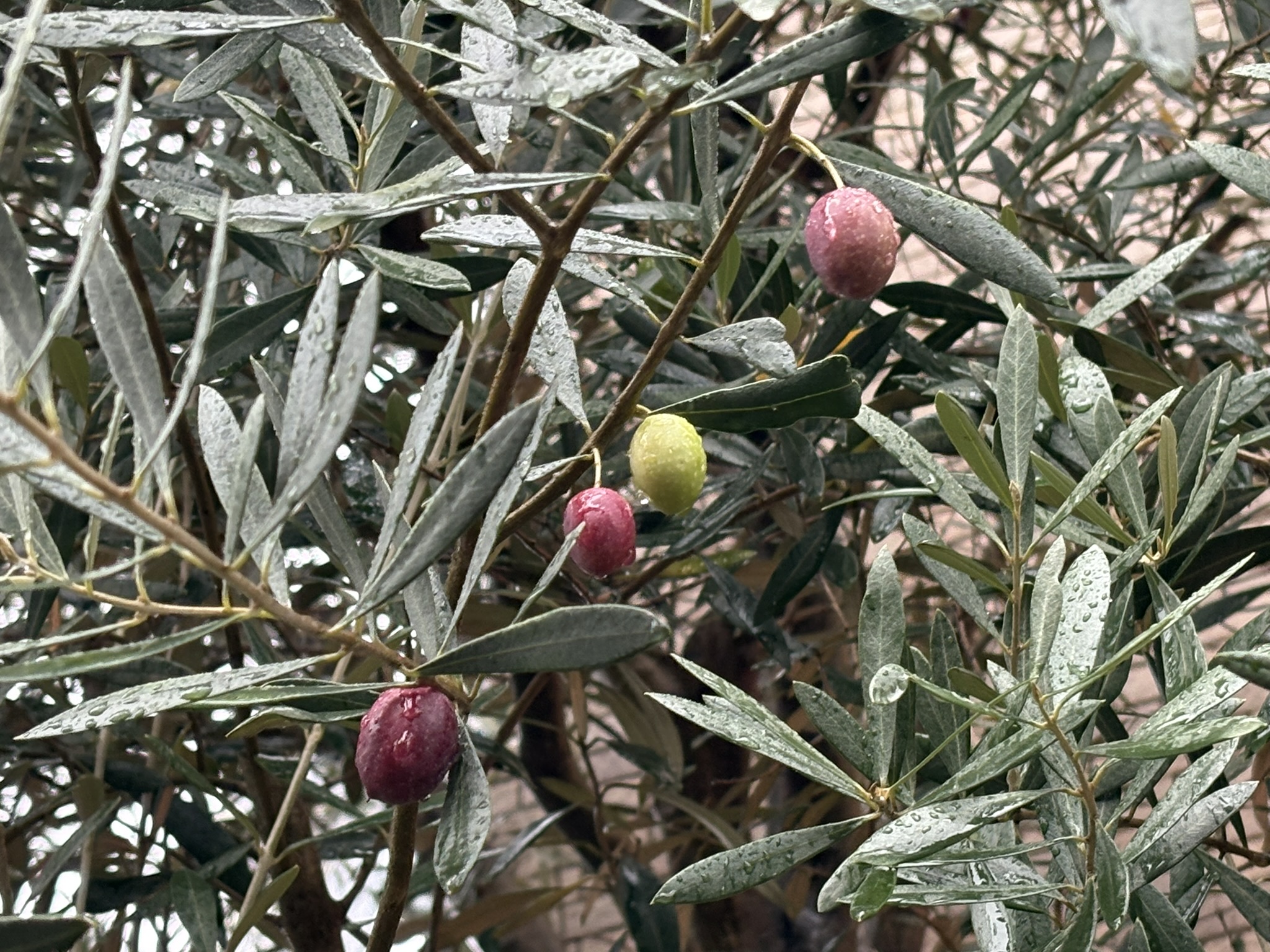 熟すスピードはまちまちオリーブの実 2025-10-25