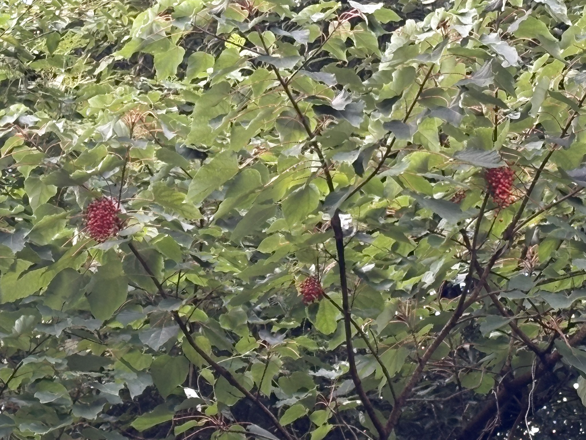 ブドウのような赤い房の実はイイギリ 2025-10-27