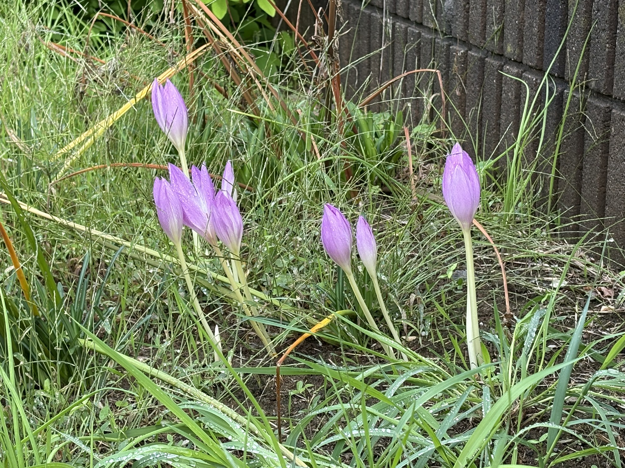 イヌサフラン 美しいのにイヌ呼ばわりはなぜ？ 2025-10-27