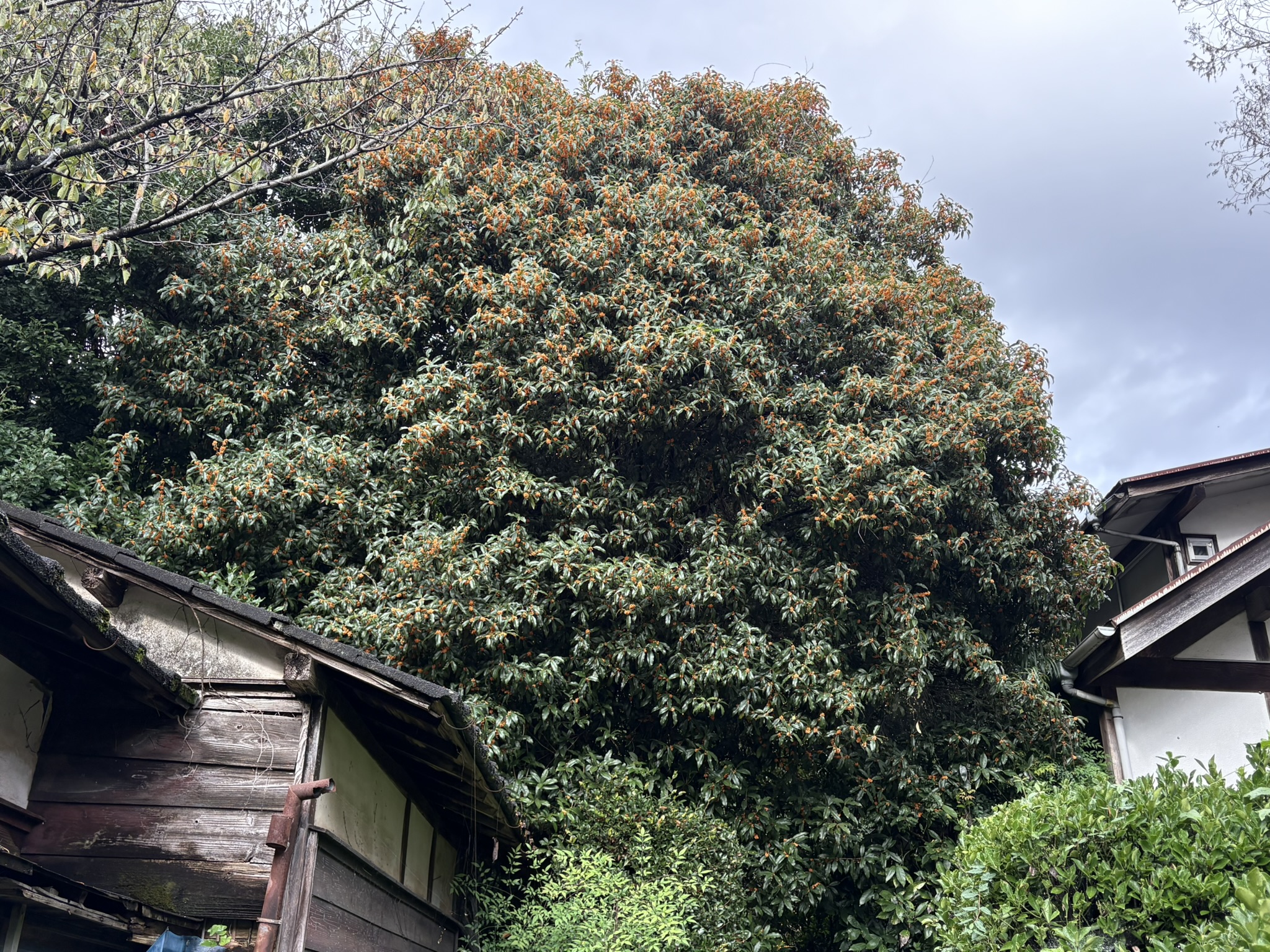 15ｍはあるキンモクセイの大木 2025-10-27