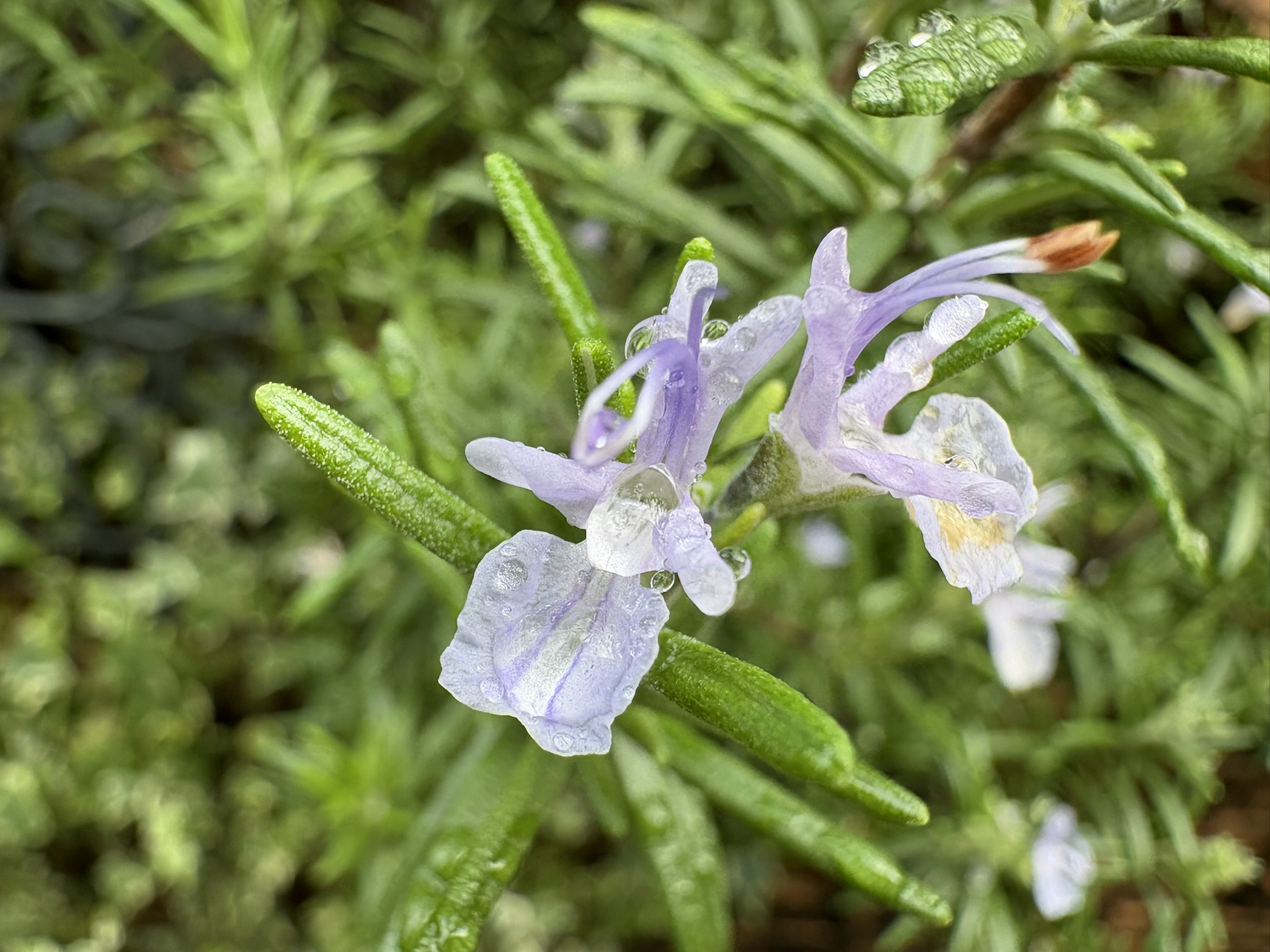 ハーブの定番は花も可憐ローズマリー 2025-10-27