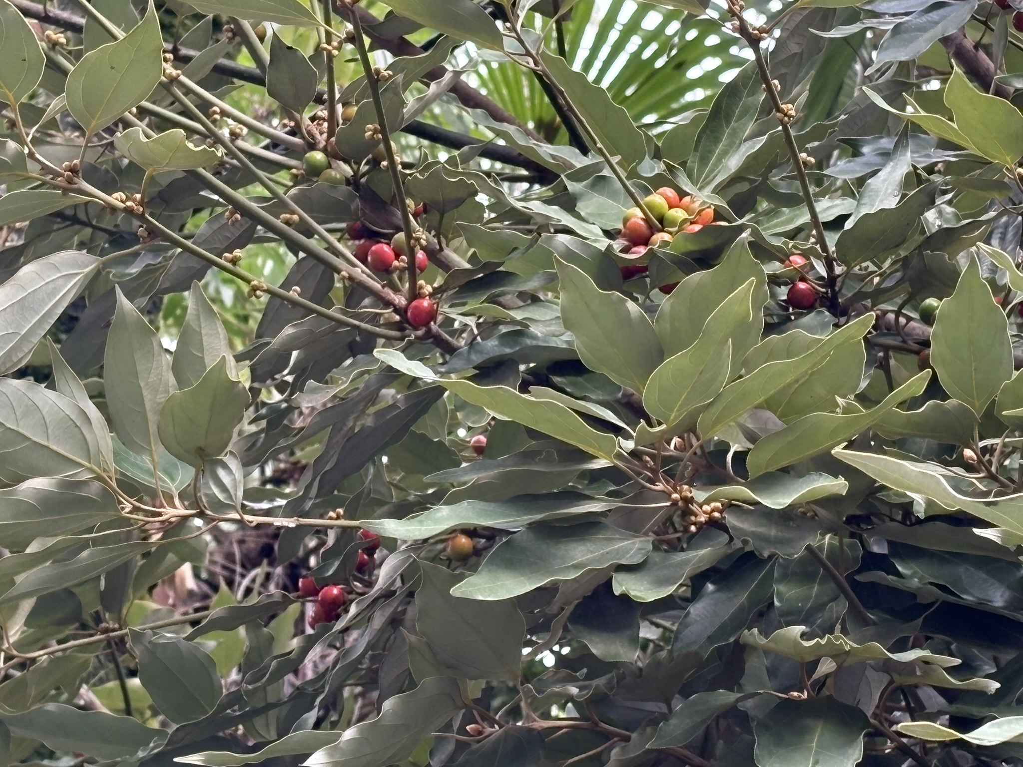 実と花が同時に咲くシロダモ 2025-10-27