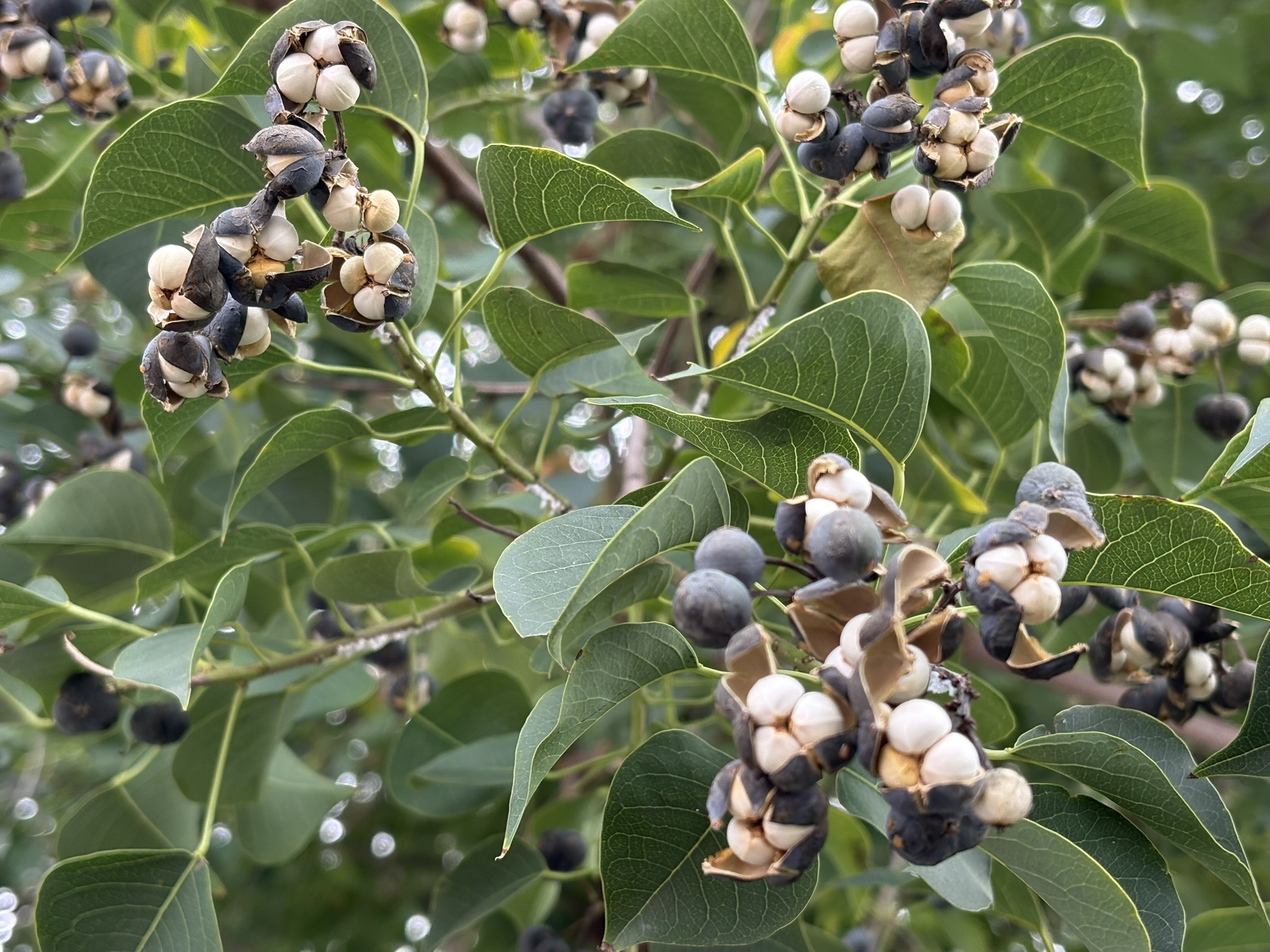 黒と白の対比 ナンキンハゼの実 2025-10-29