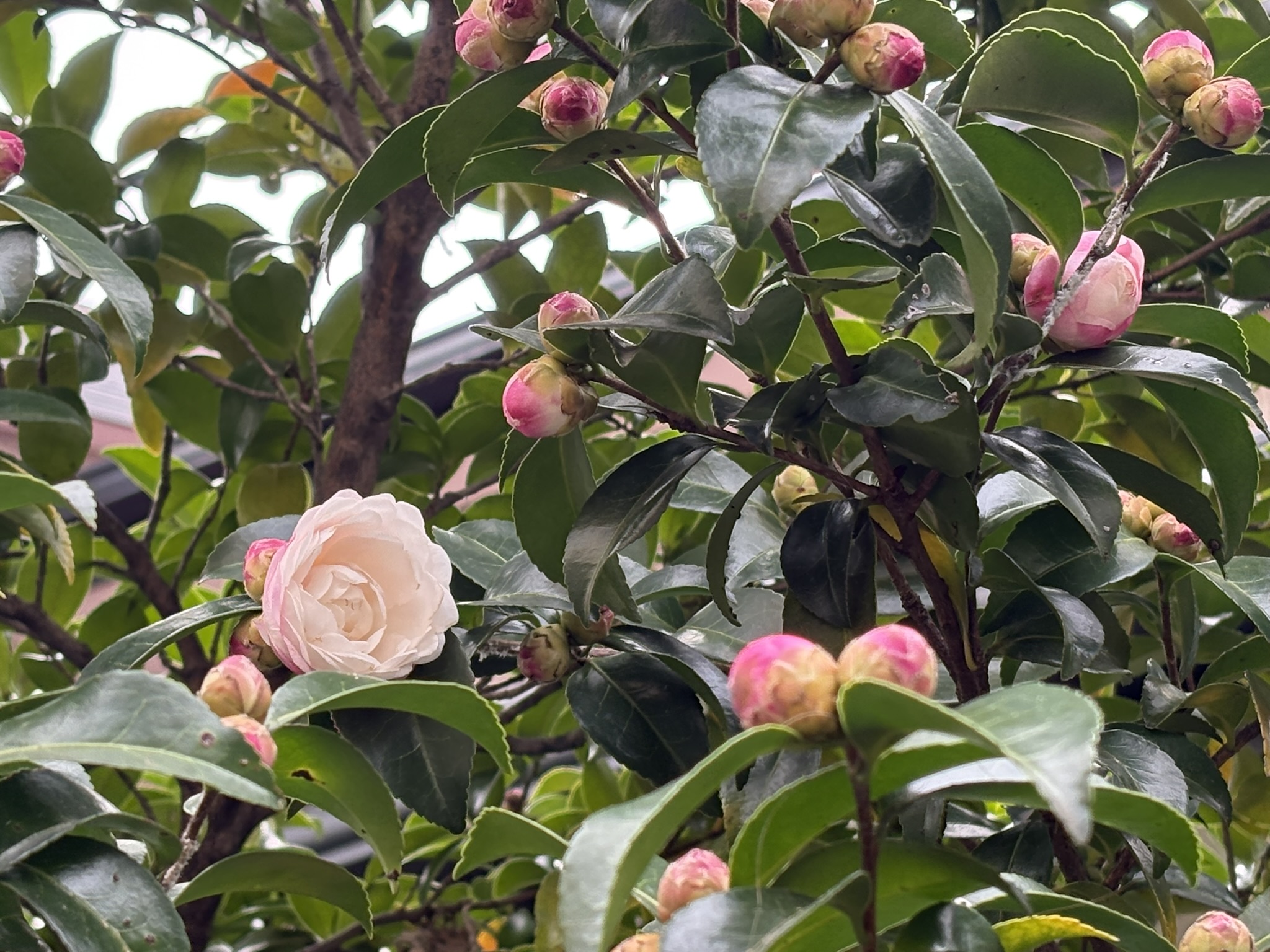 サザンカの季節到来 2025-10-29