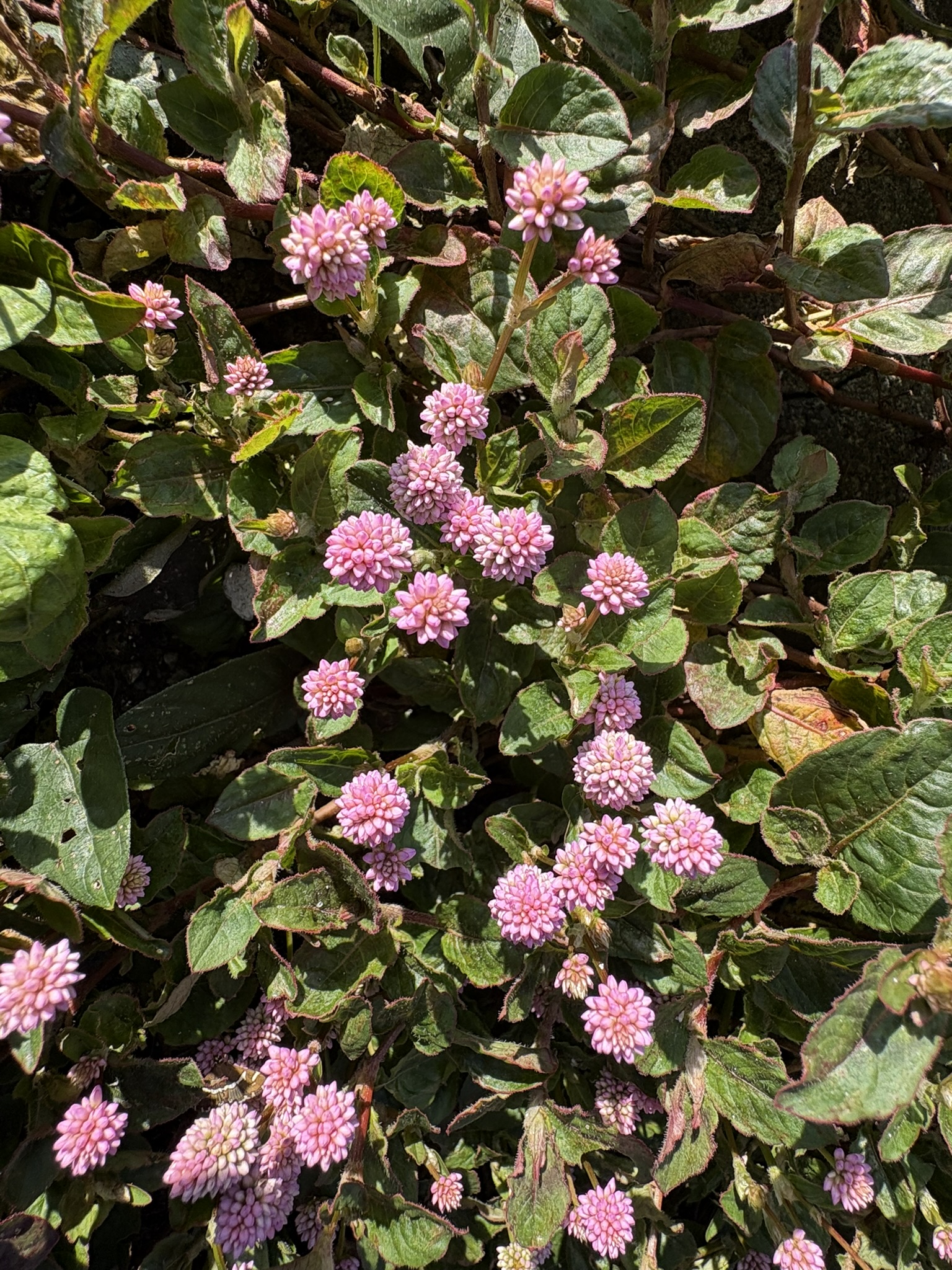 秋咲きのヒメツルソバはピンク色 2025-10-30